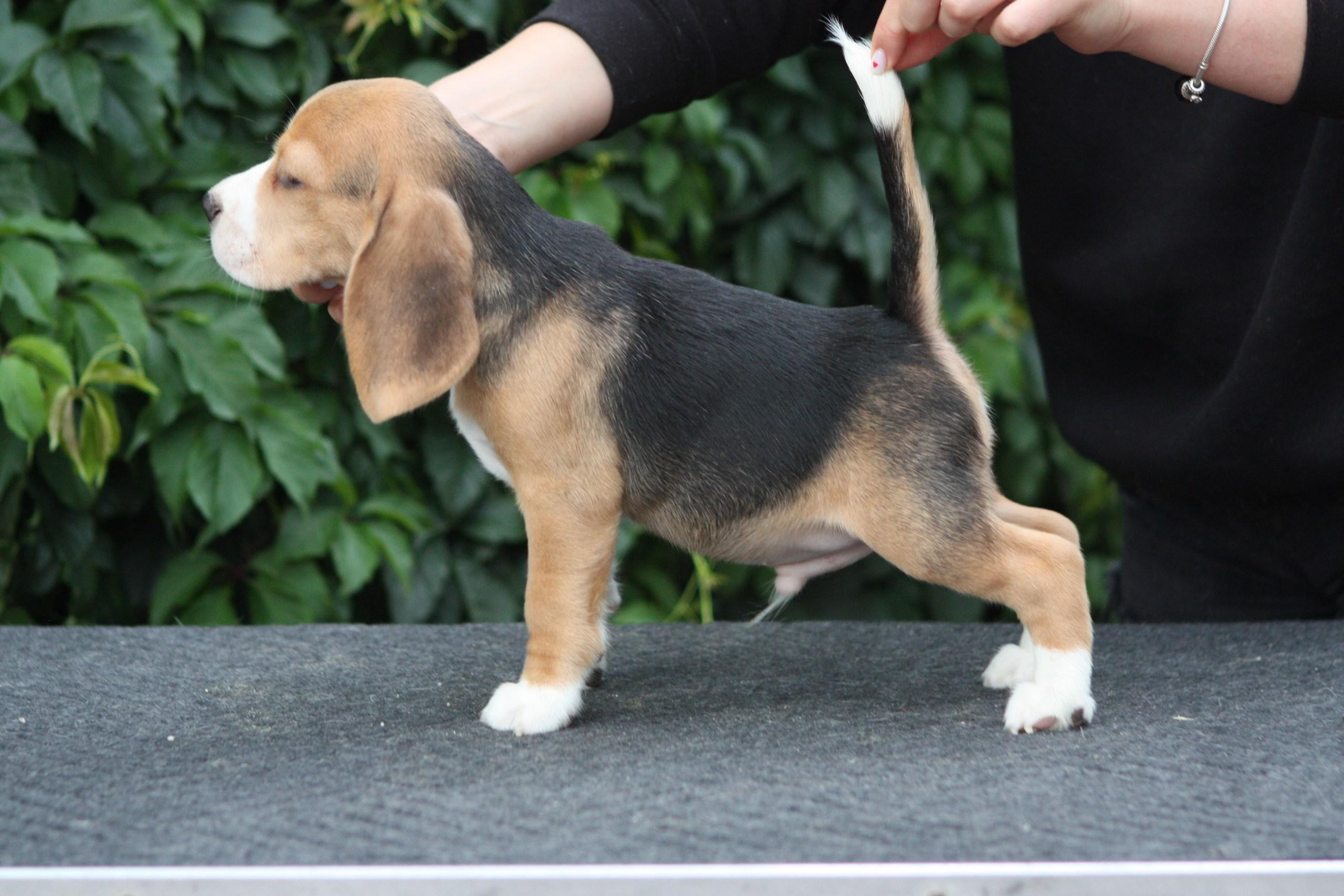 Латте и Принц. Питомник биглей Selesta’s Dreams