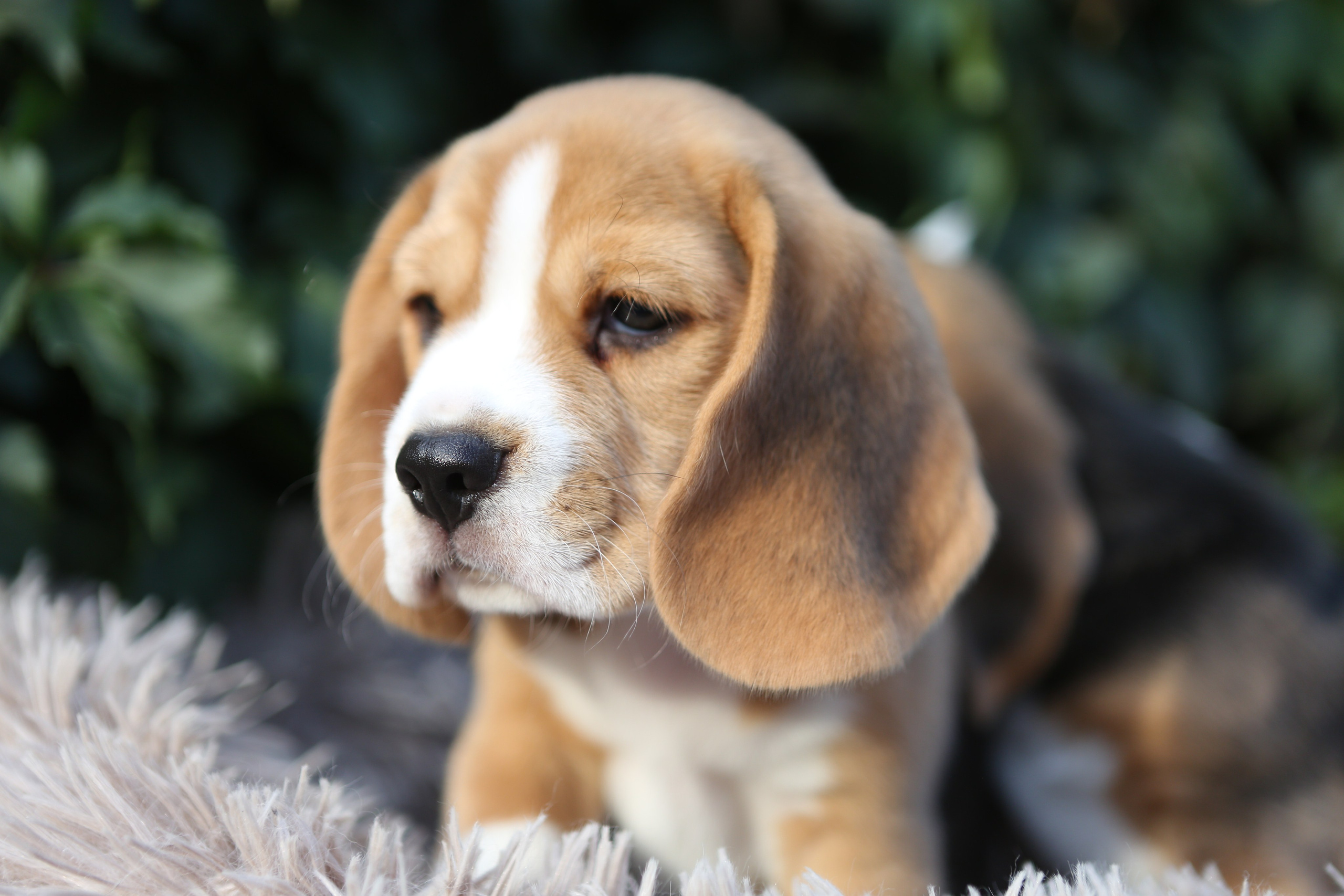 Кофе. Питомник биглей Selesta’s Dreams