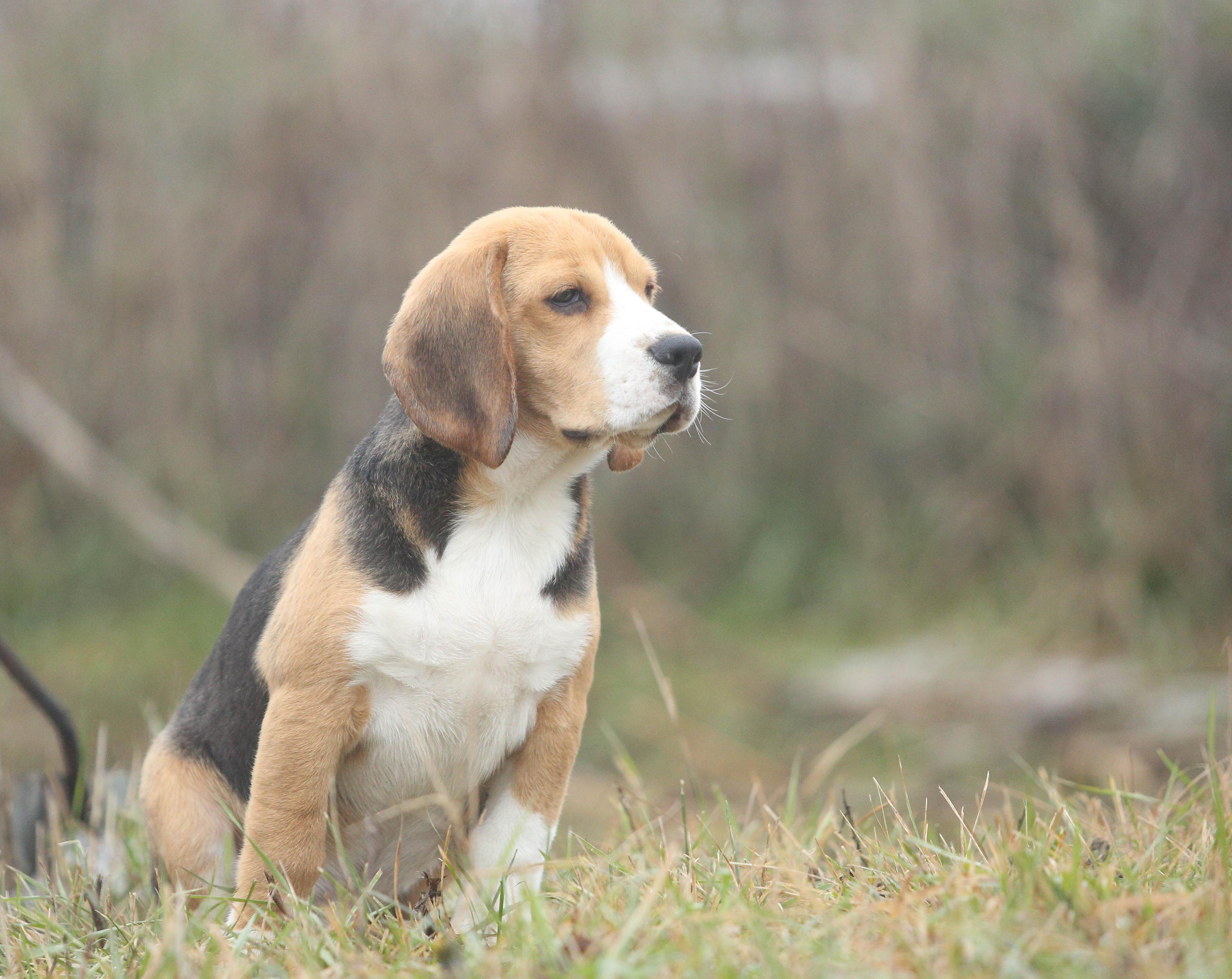 Krepish. Питомник биглей Selesta’s Dreams