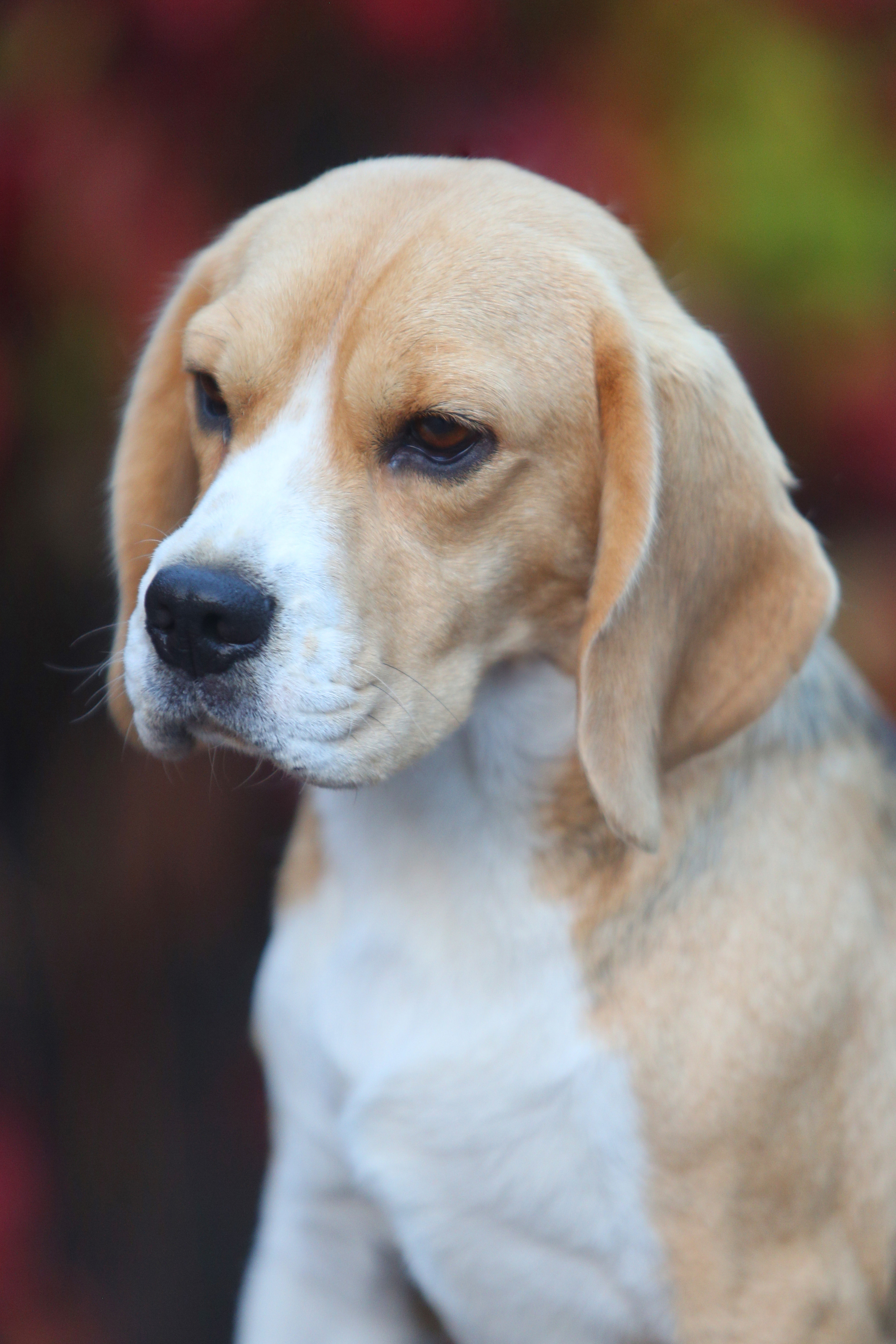 Biscuit. Питомник биглей Selesta’s Dreams