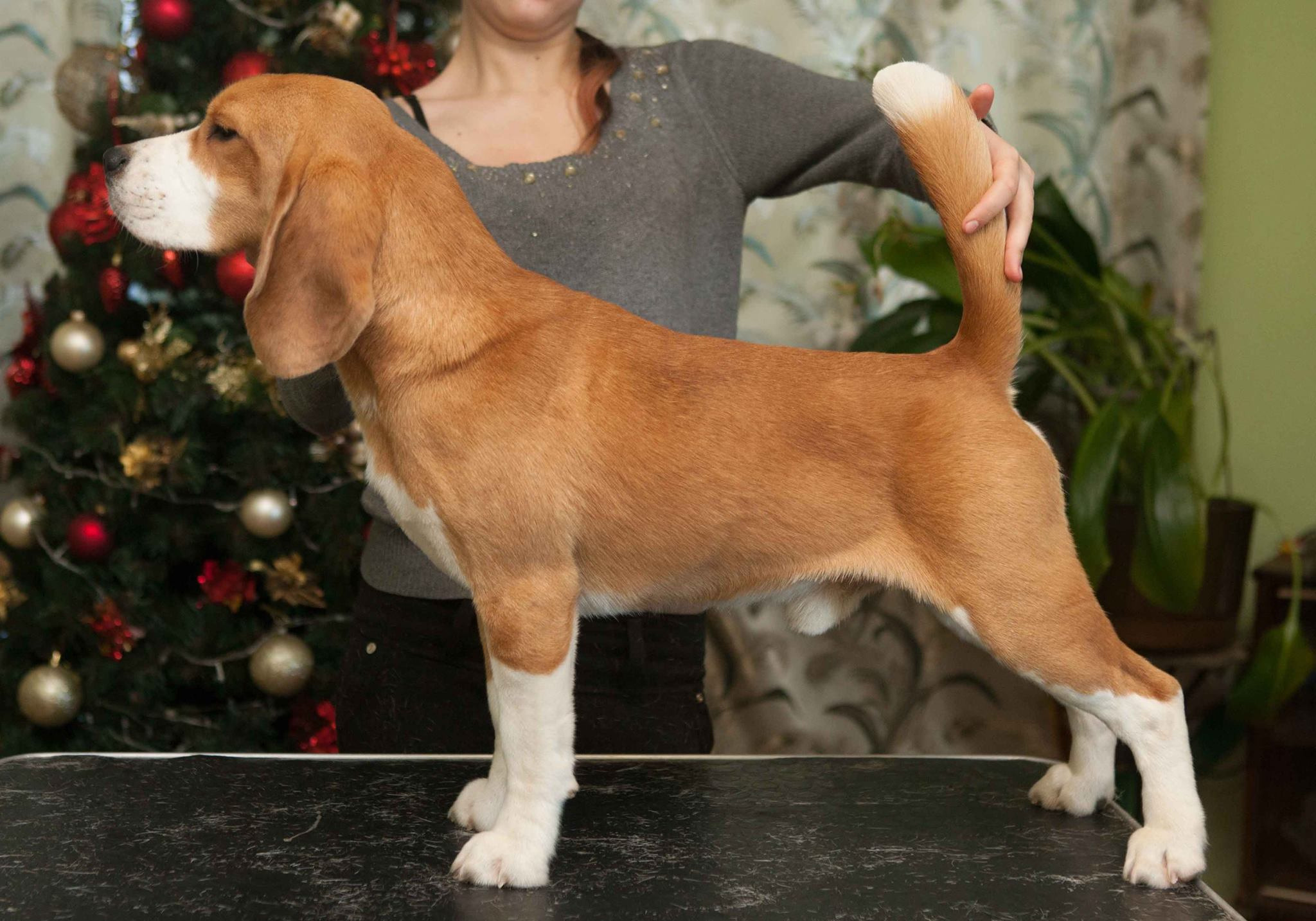 Leo. Питомник биглей Selesta’s Dreams