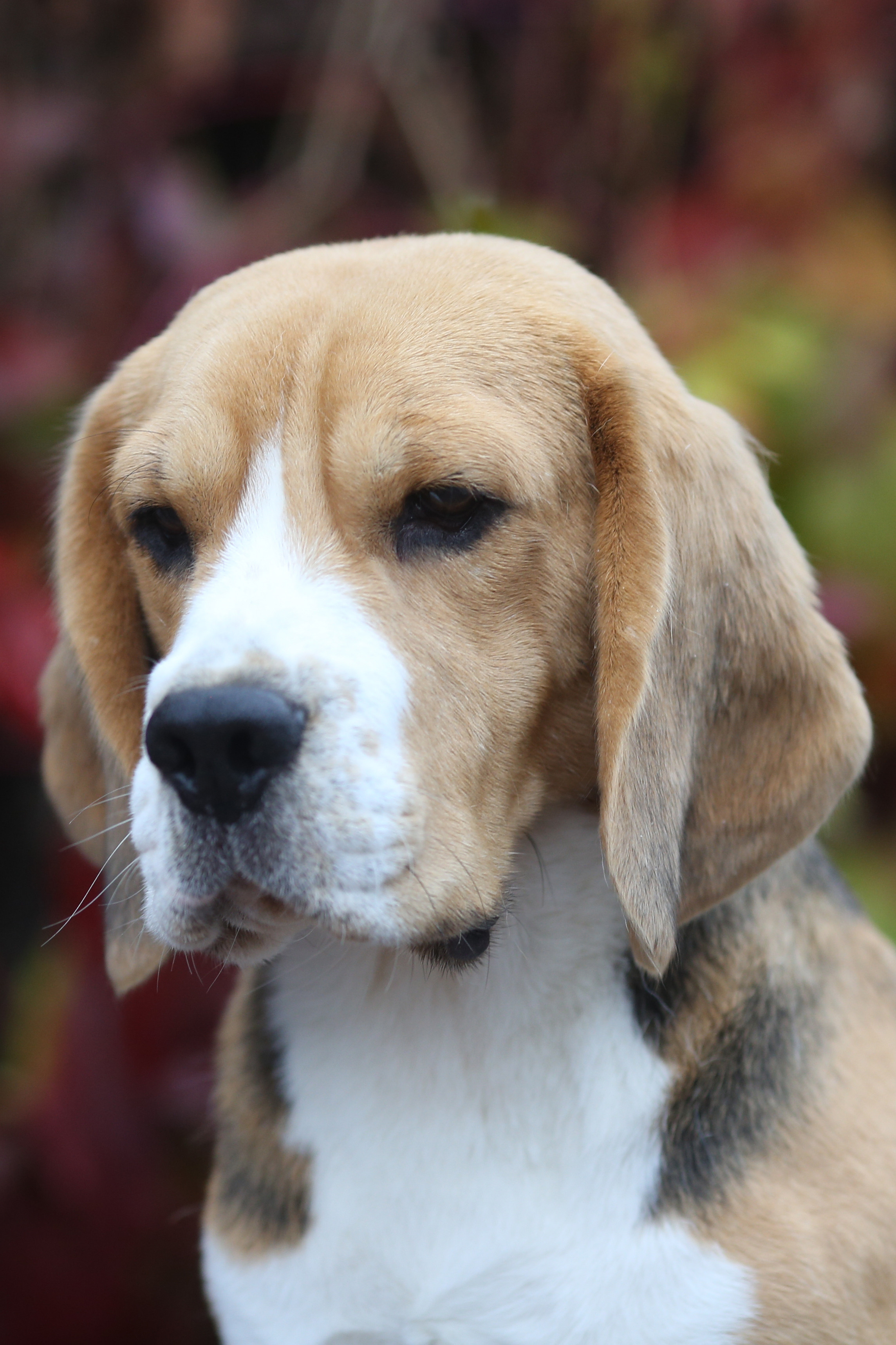 Ксандер. Розплідник біглей в Україні