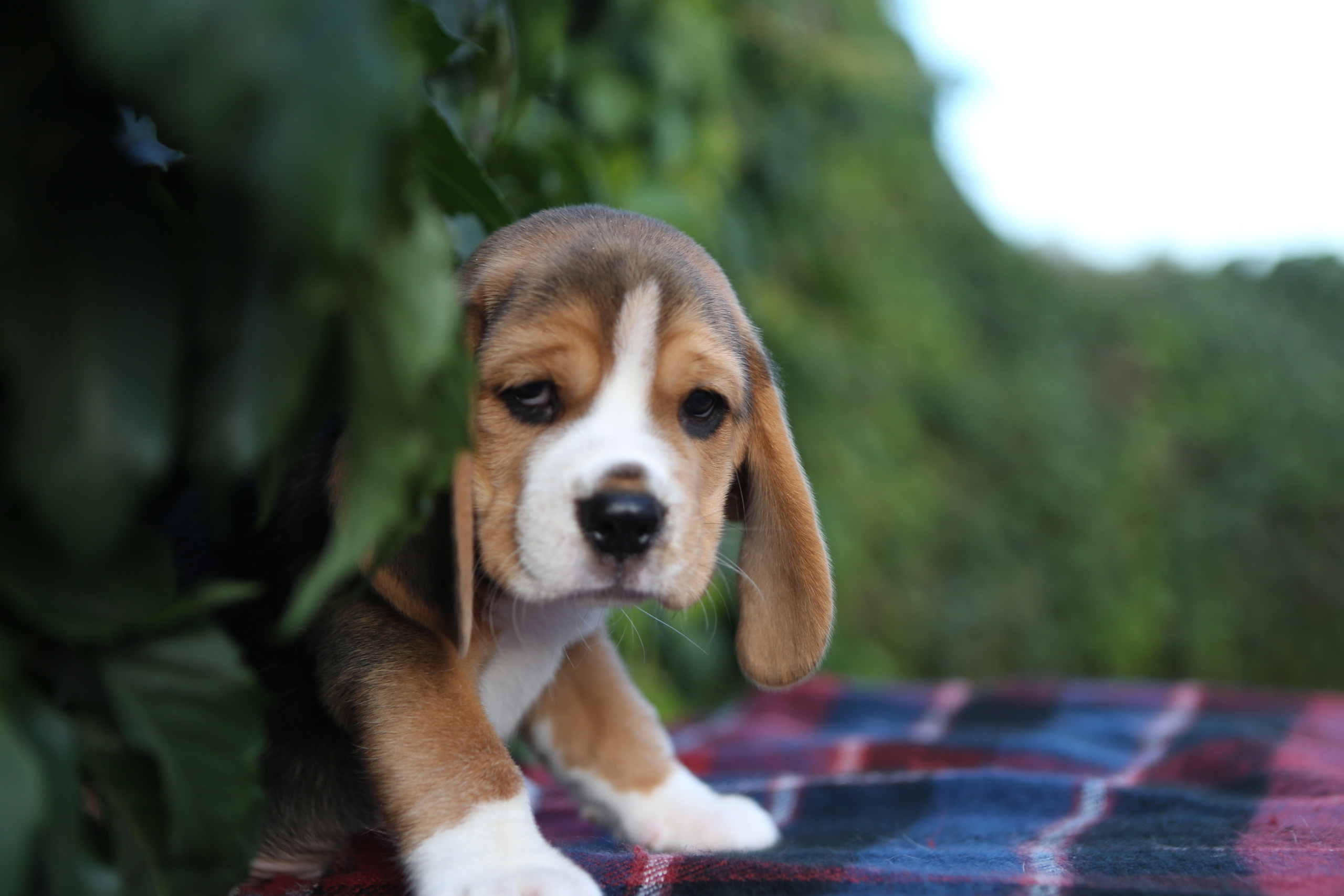 Жан. Розплідник біглей в Україні