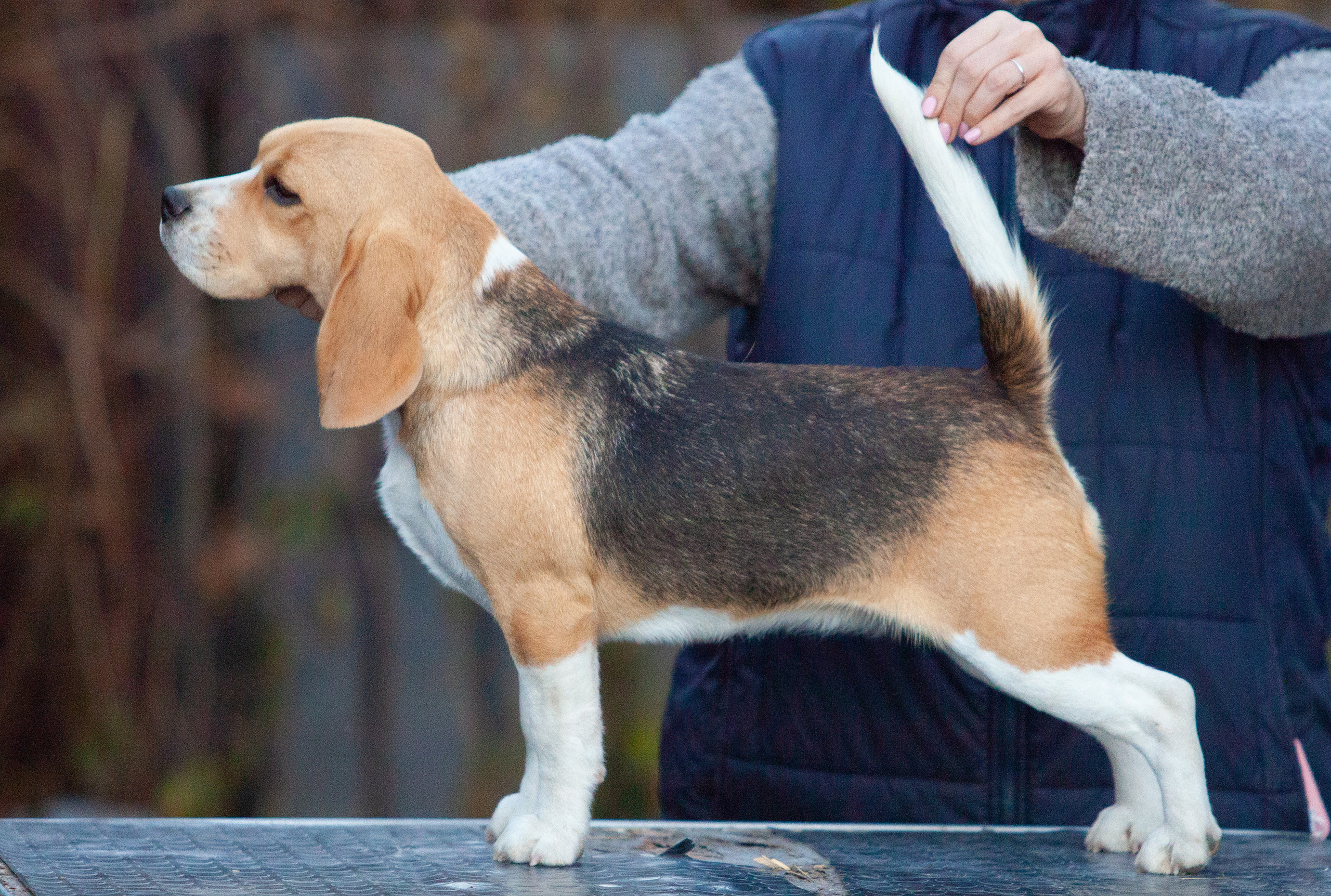 Biscuit. Питомник биглей Selesta’s Dreams