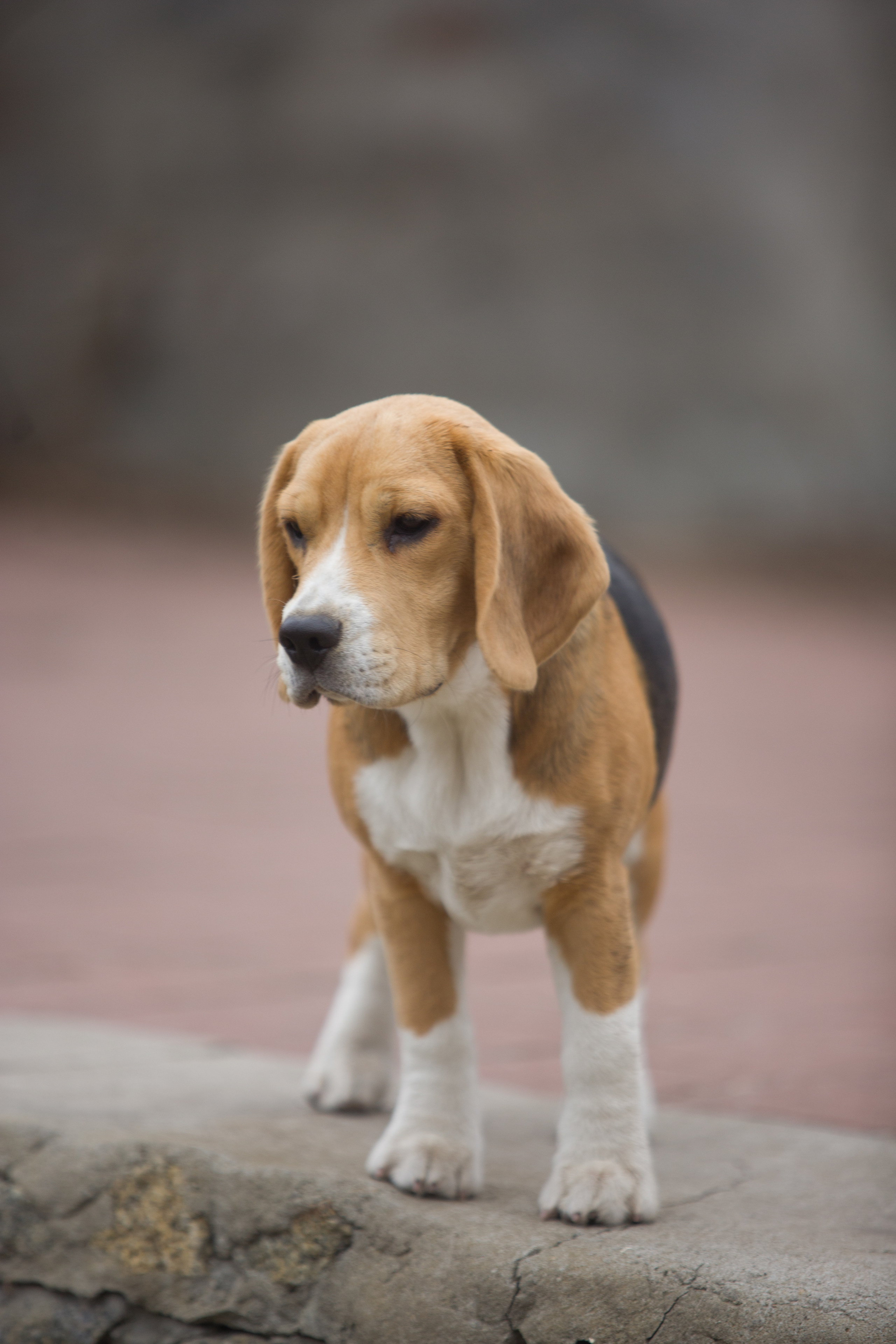 Інфінінті. Розплідник біглей в Україні