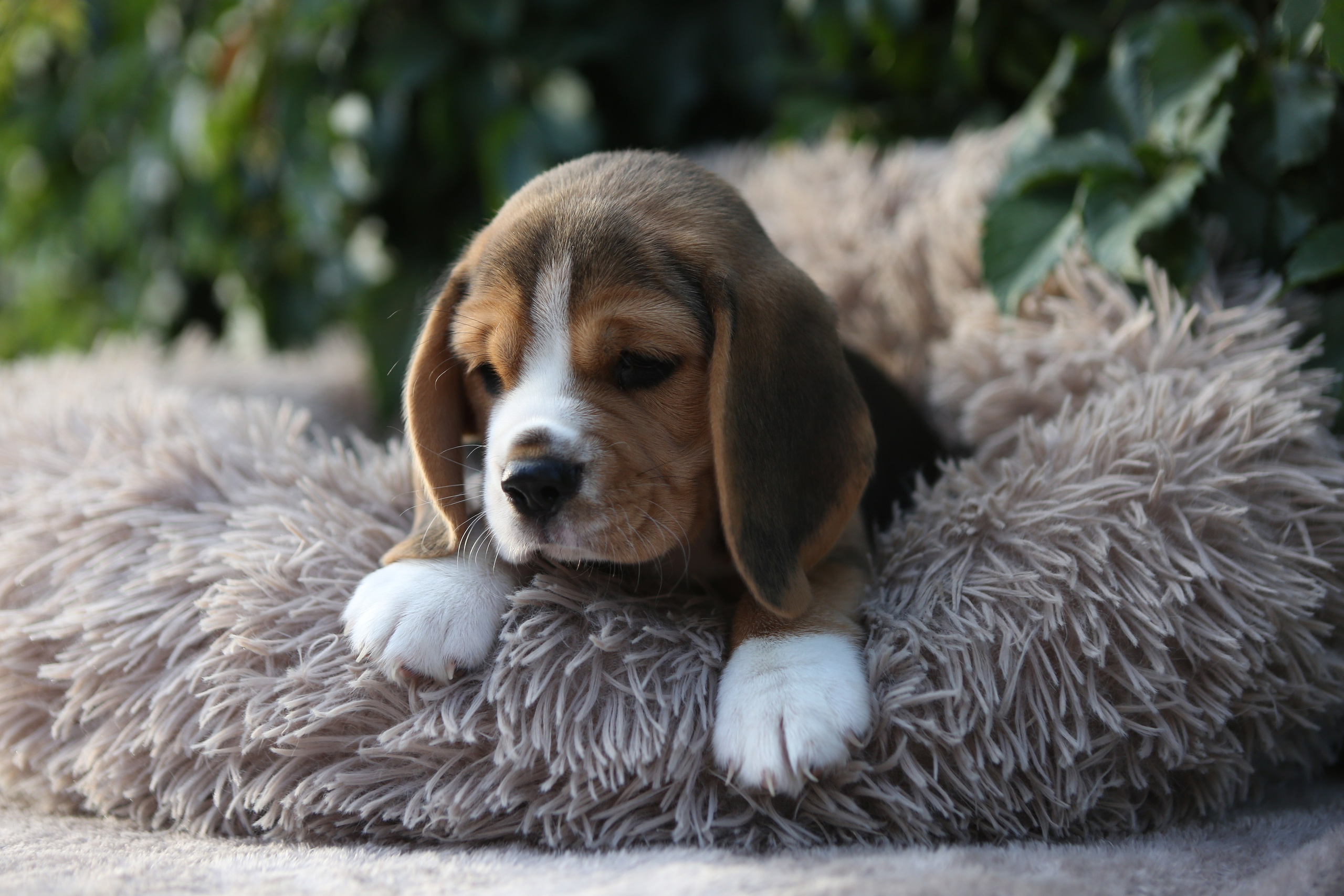 Жан. Розплідник біглей в Україні