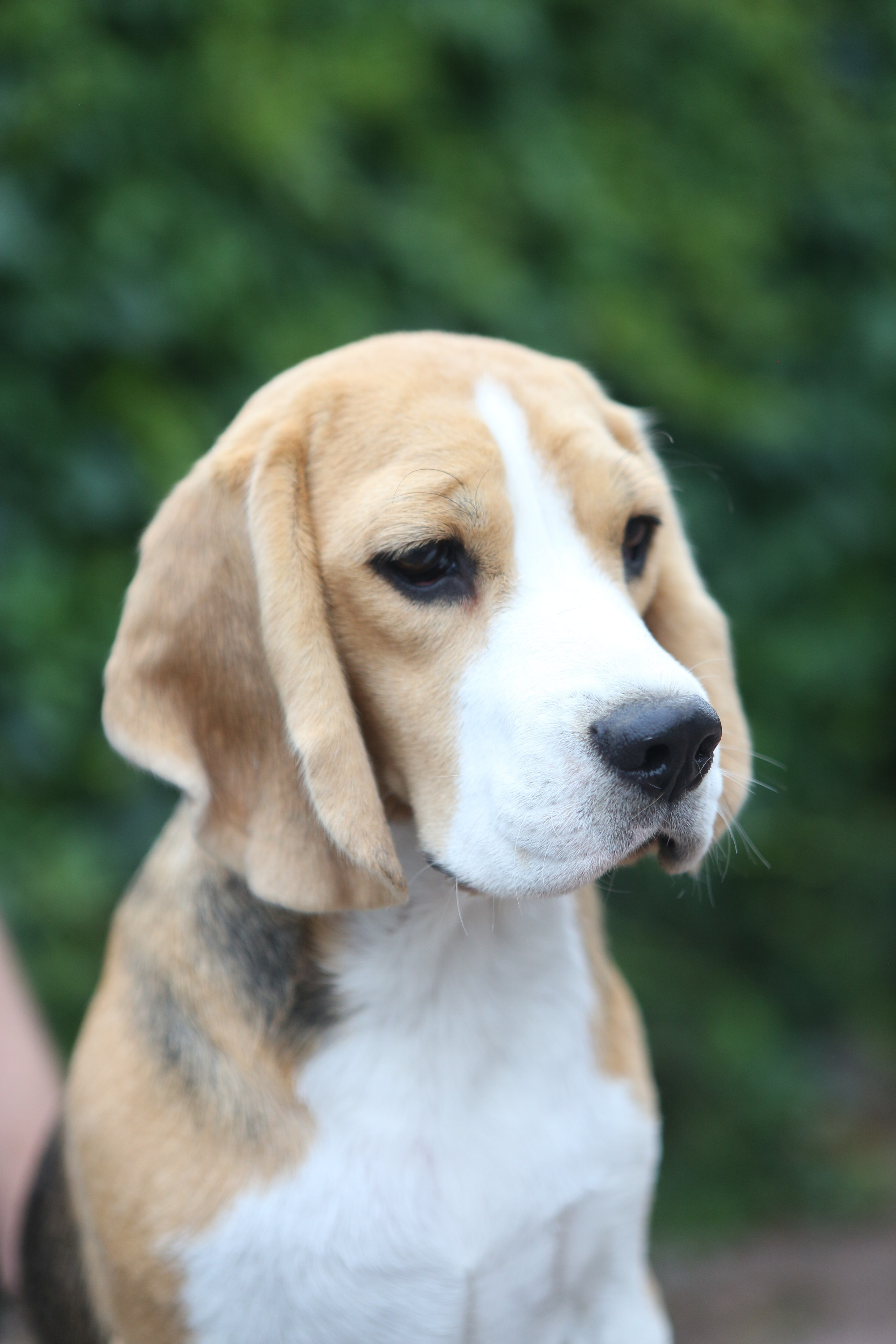 Мирабель. Питомник биглей Selesta’s Dreams