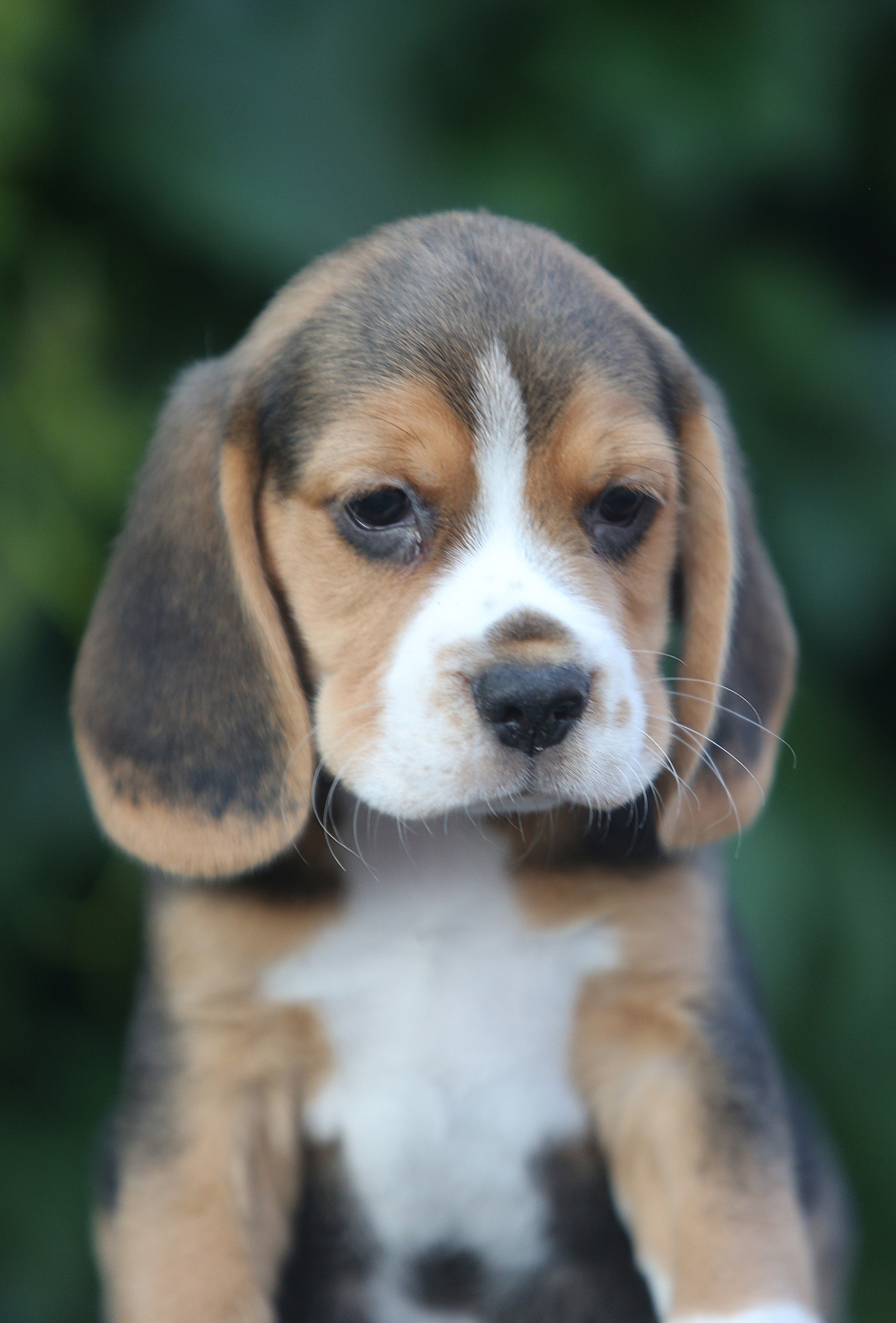 Латте и Принц. Питомник биглей Selesta’s Dreams