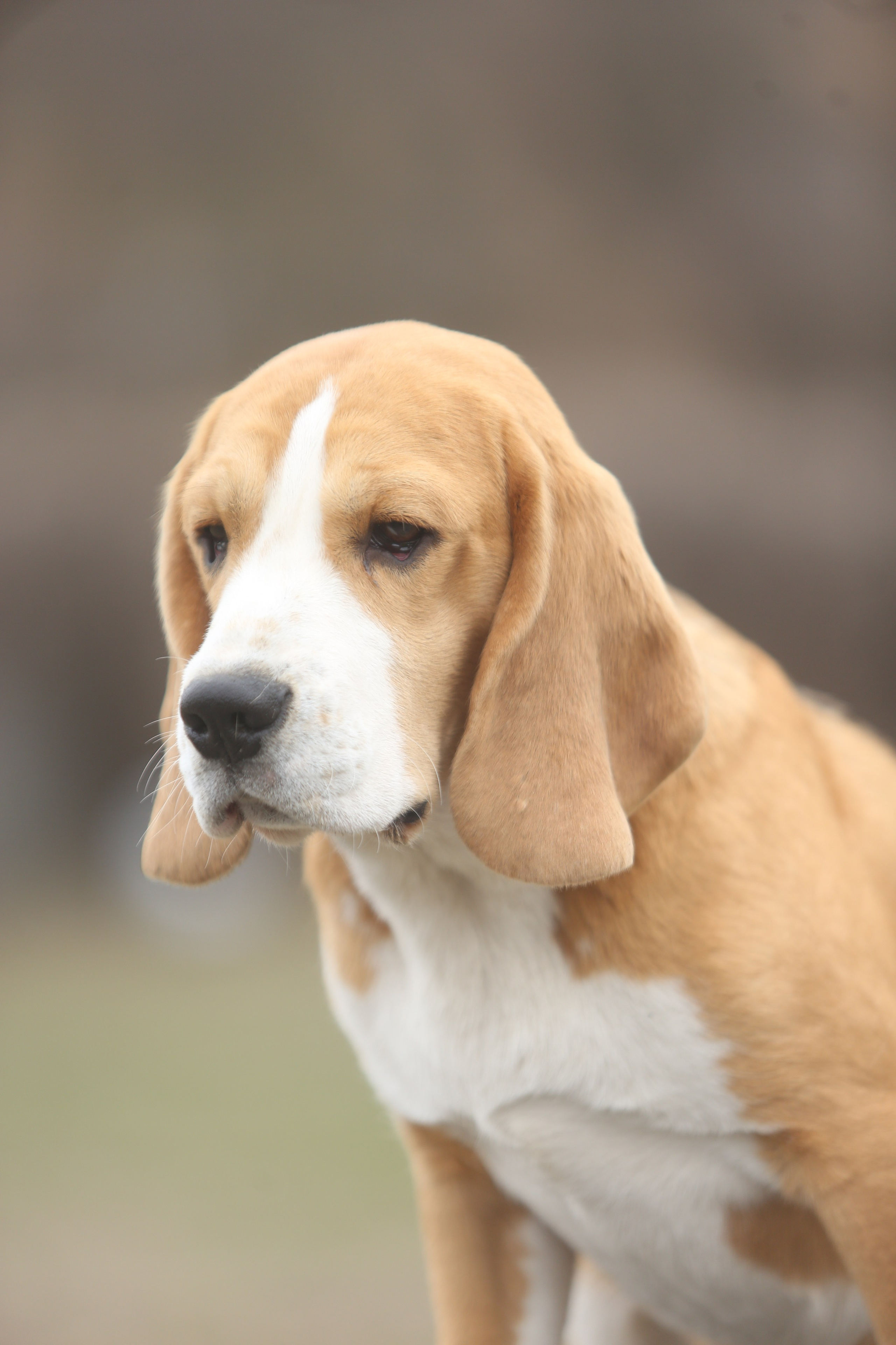 Selesa's Dreams Guardian. Розплідник біглей в Україні