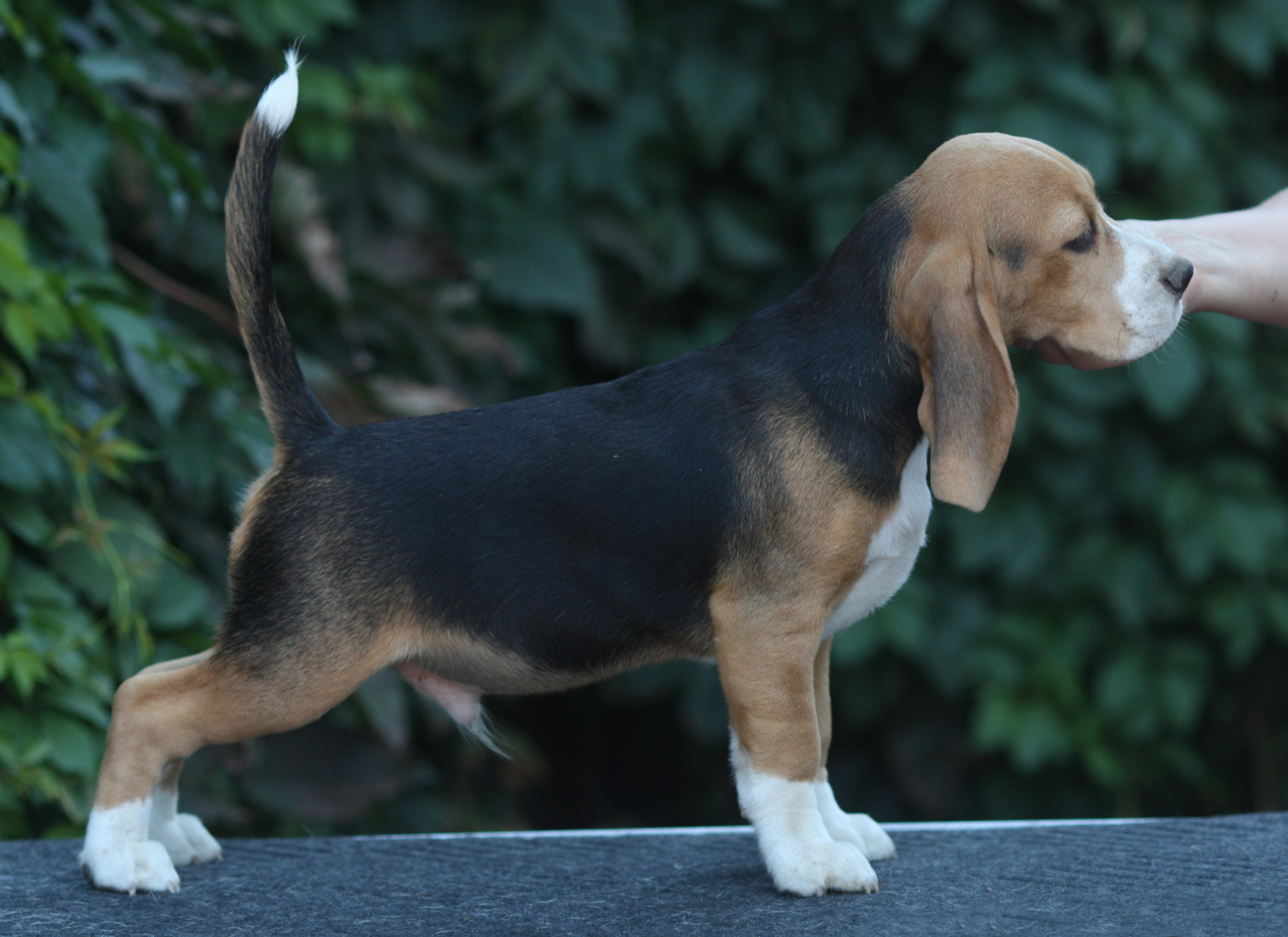 Латте и Принц. Питомник биглей Selesta’s Dreams