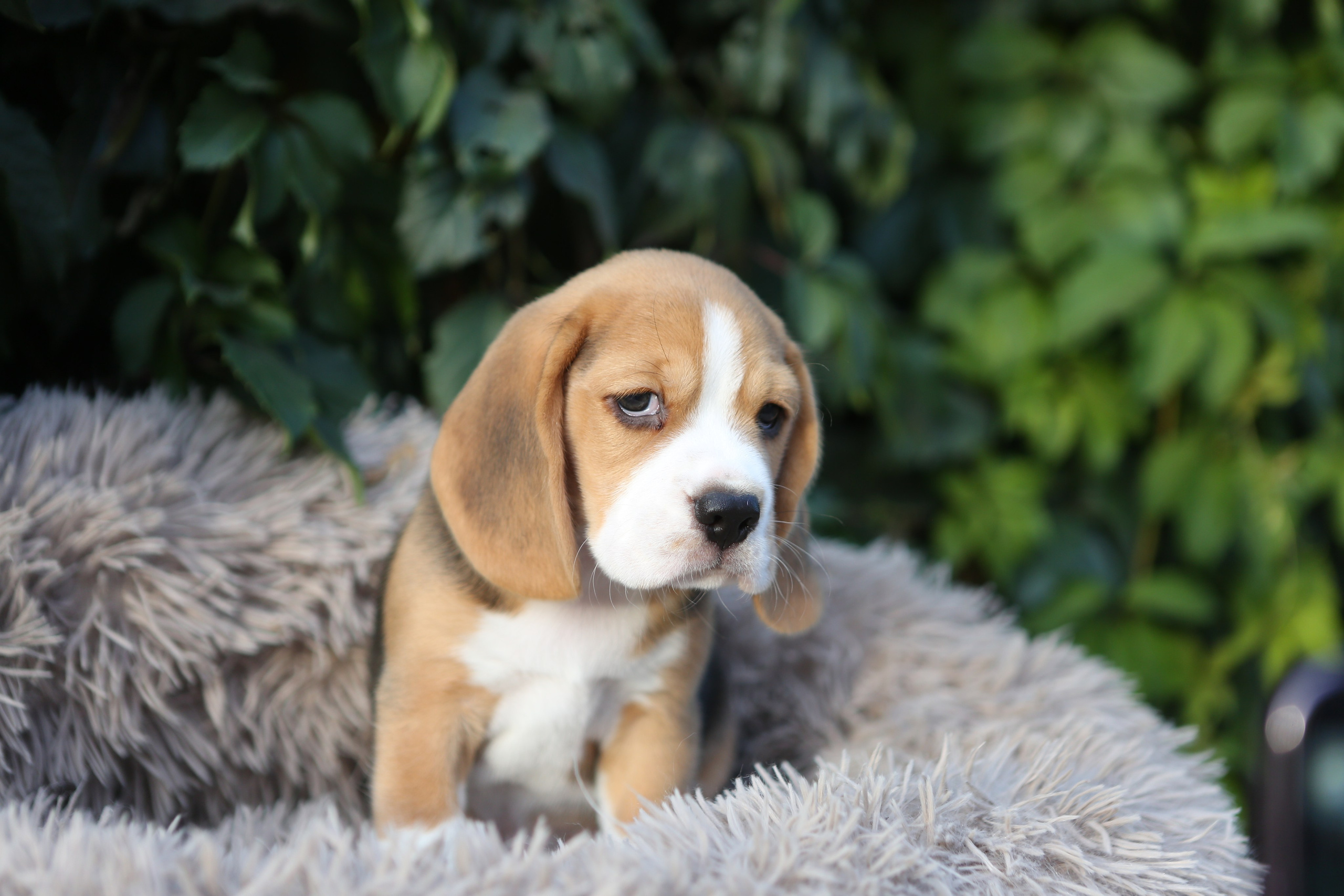 Кофе. Питомник биглей Selesta’s Dreams