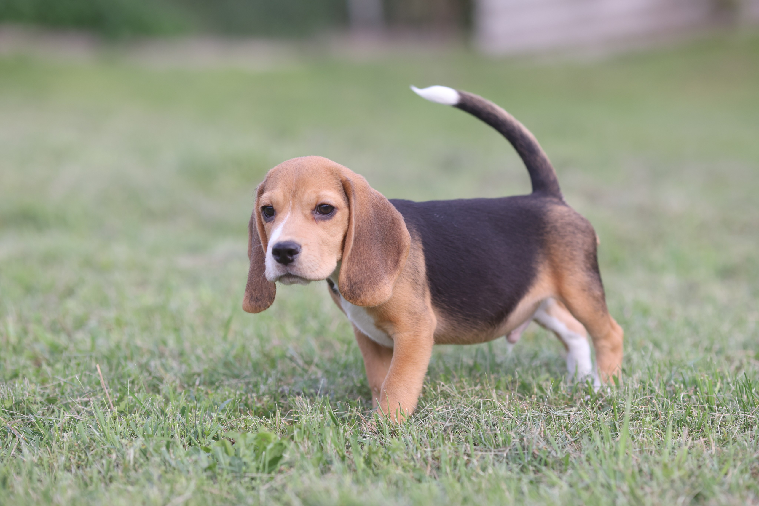 Litter T. Розплідник біглей в Україні