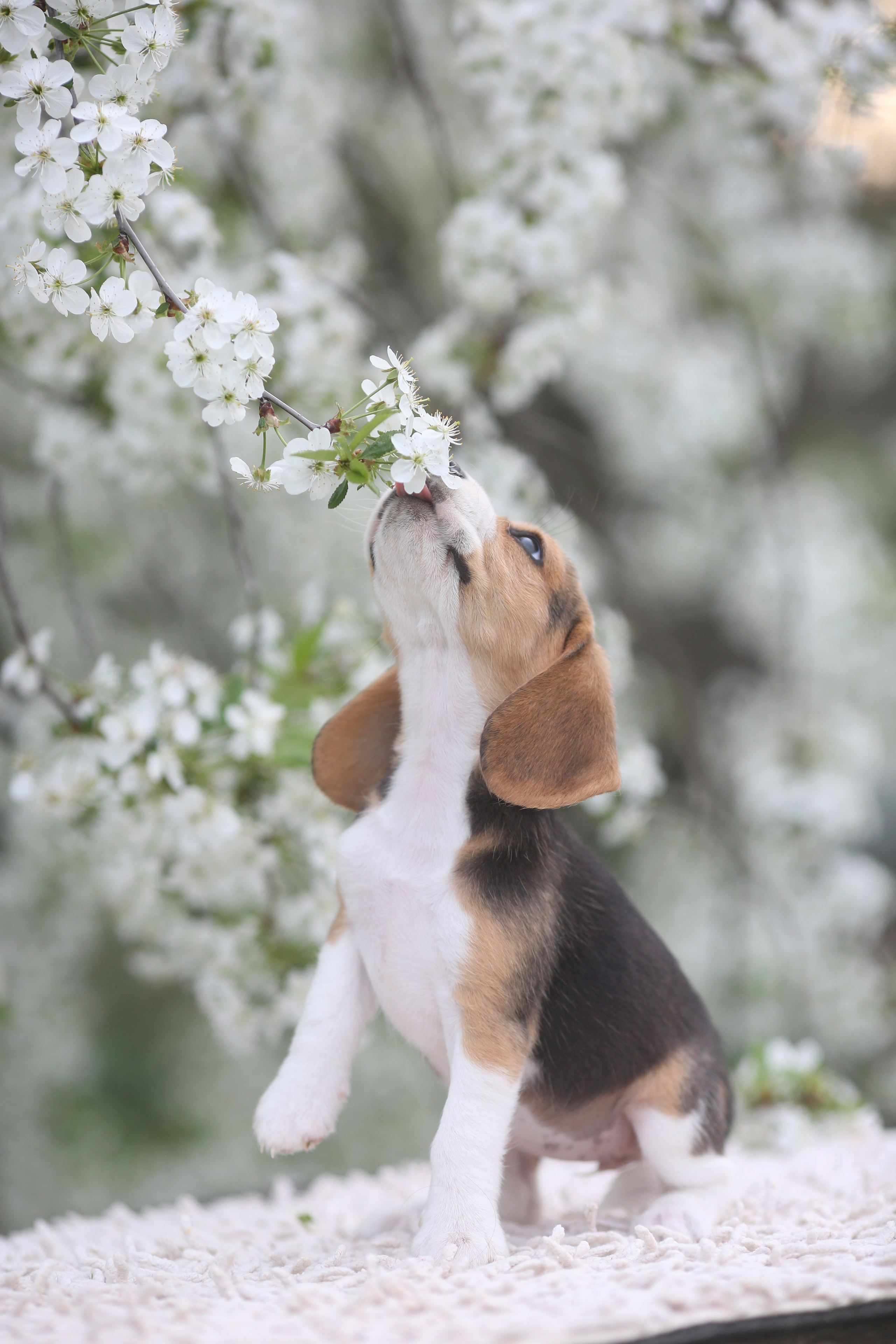 Litter T. Розплідник біглей в Україні