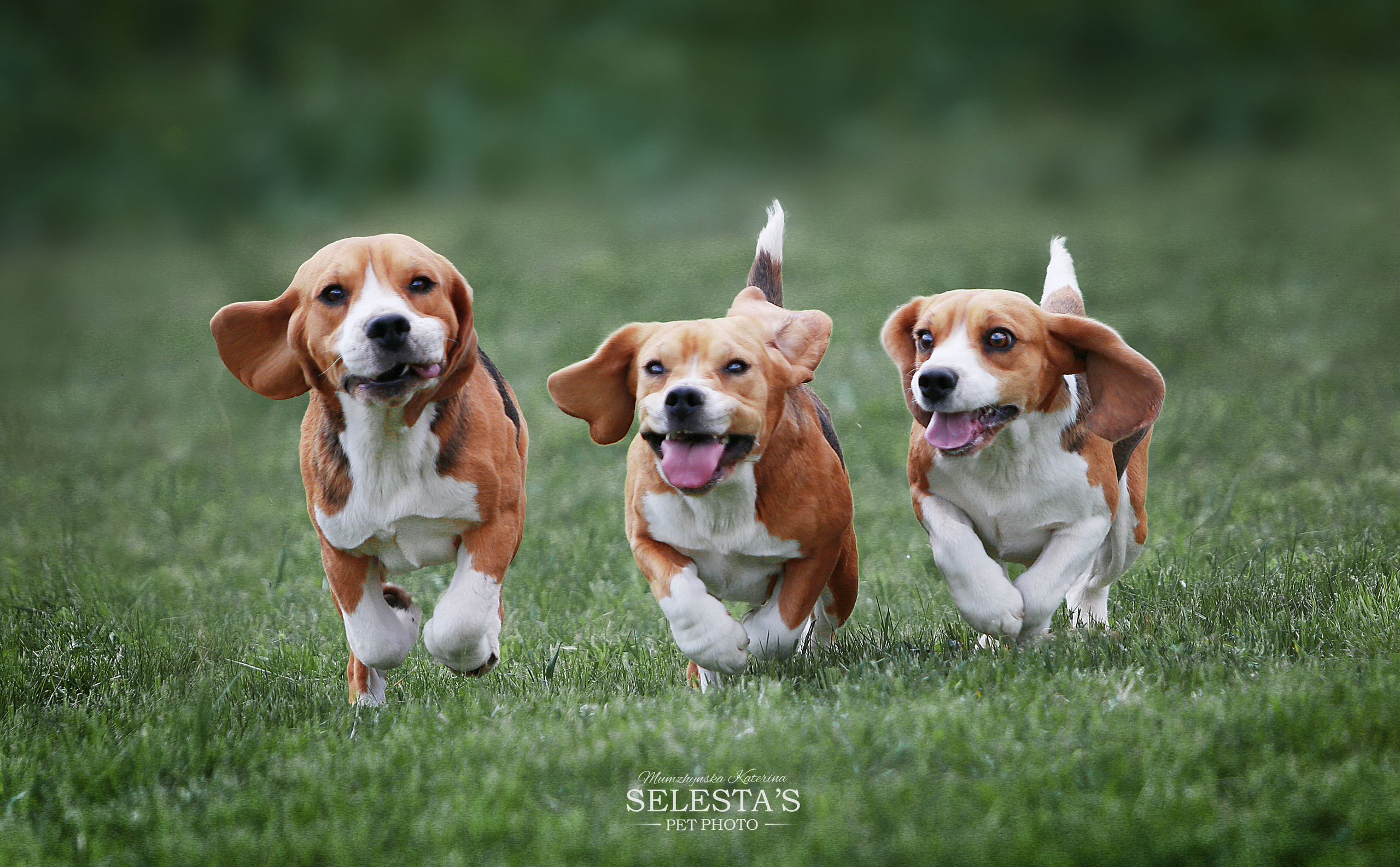 Питомник биглей Selesta’s Dreams