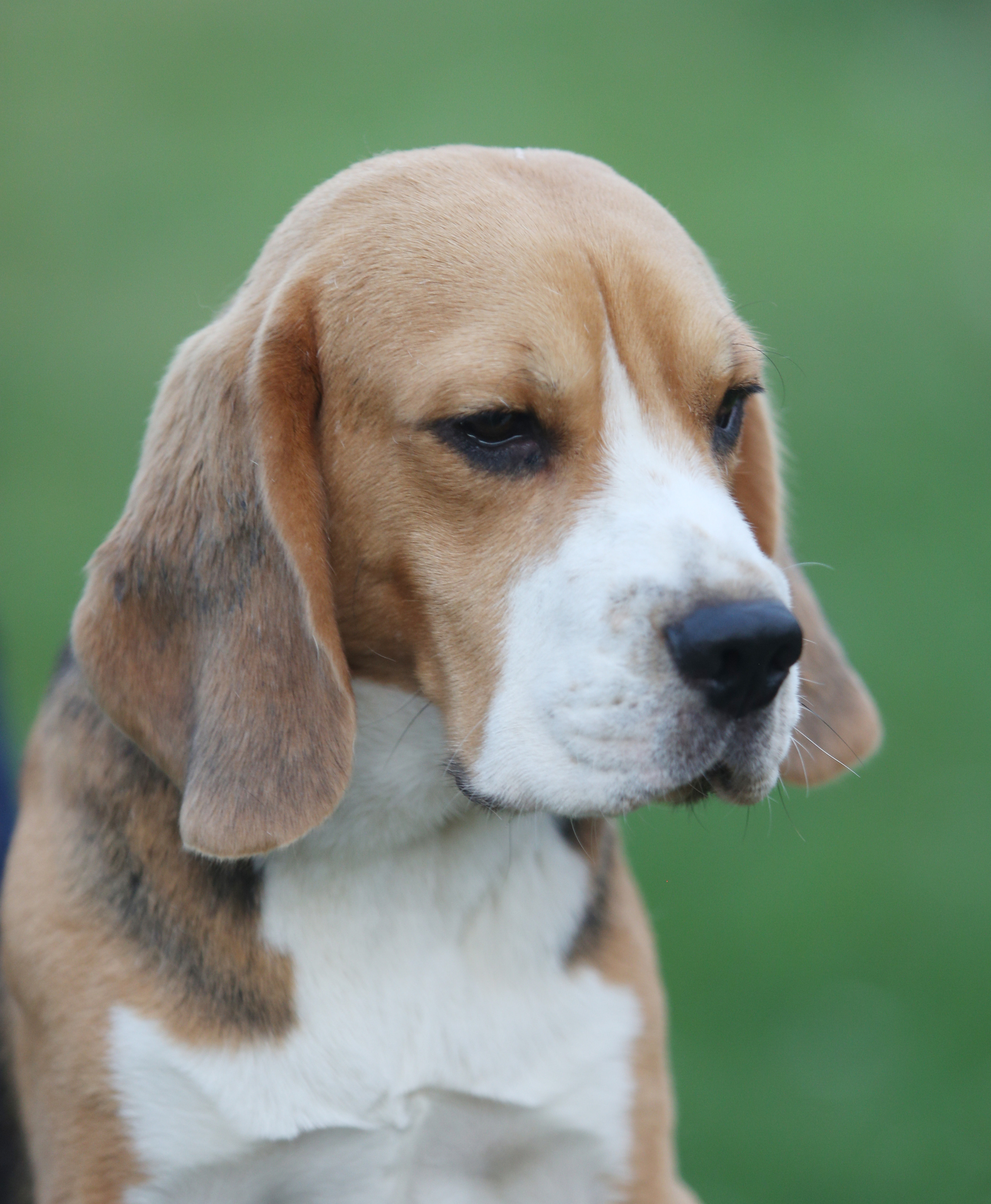 Ксандер. Розплідник біглей в Україні