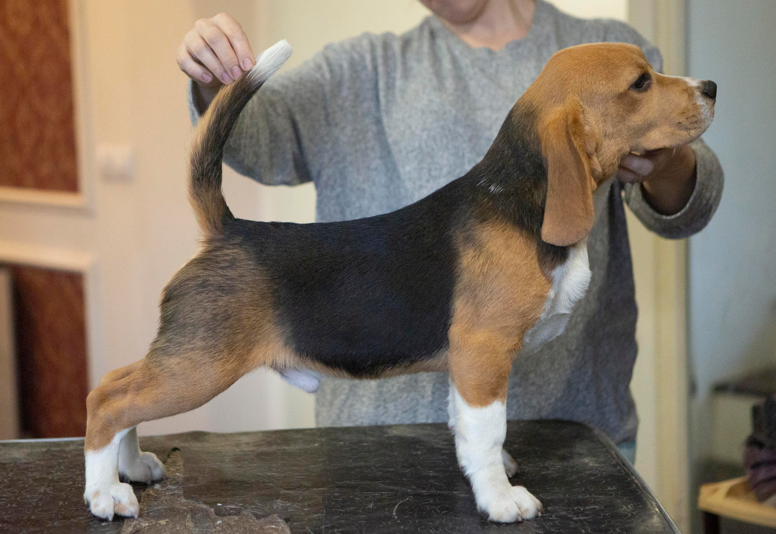 Ерик. Розплідник біглей в Україні