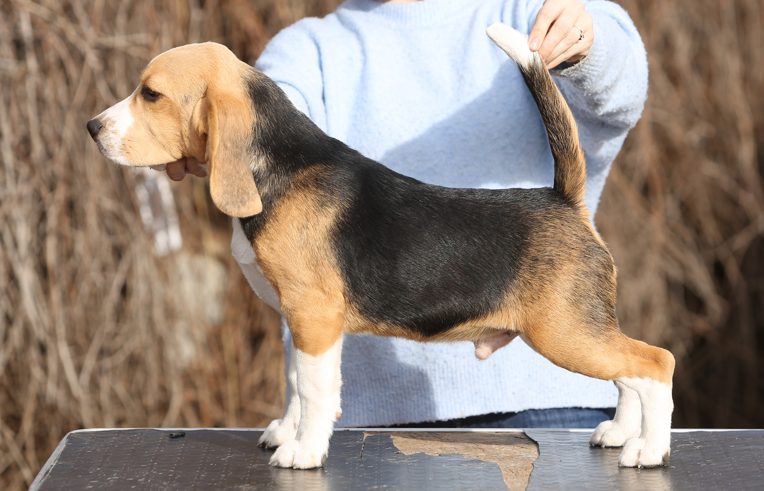 Ксандер. Розплідник біглей в Україні