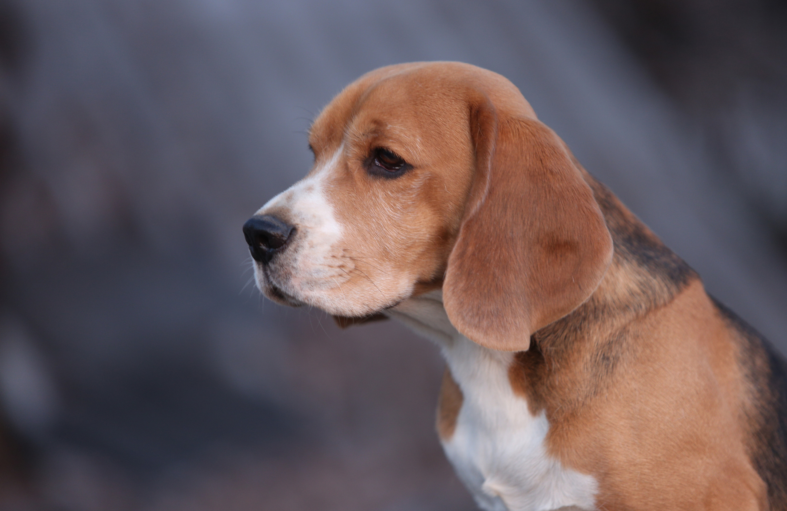 Prince. Питомник биглей Selesta’s Dreams