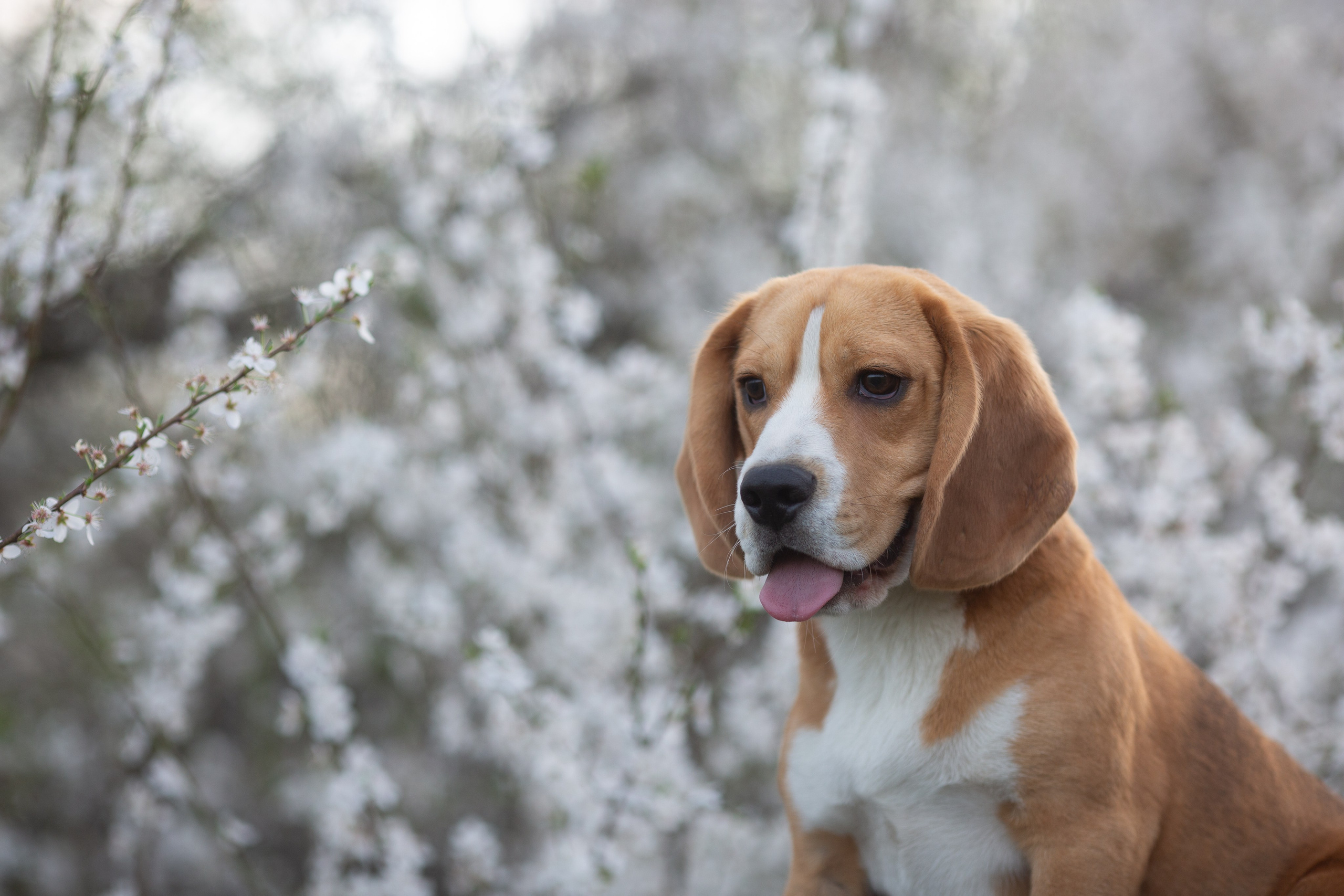 Кофе. Питомник биглей Selesta’s Dreams