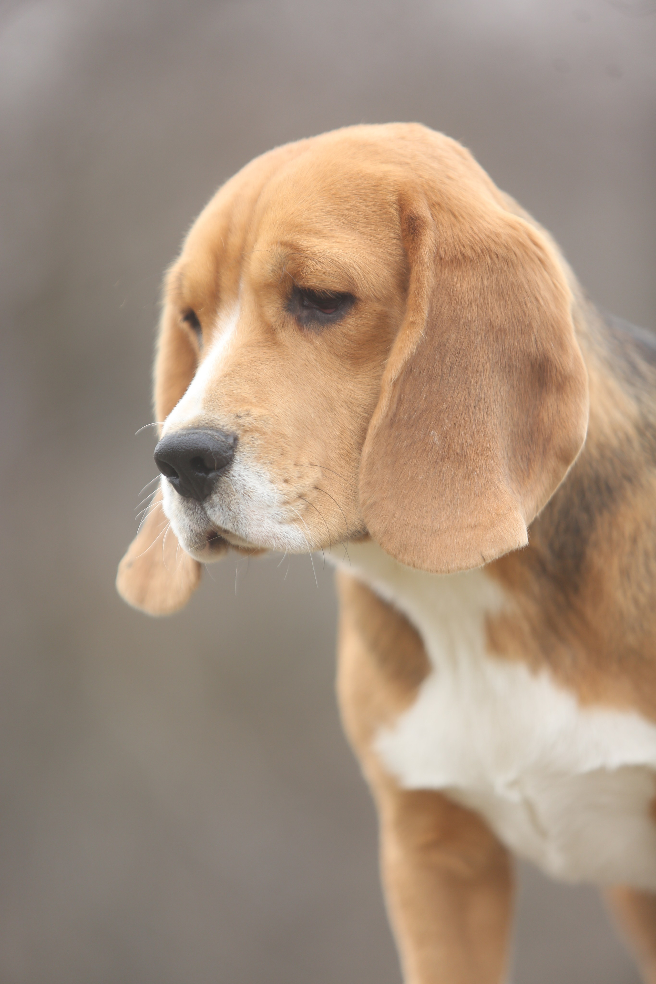 SD Ideal. Розплідник біглей в Україні