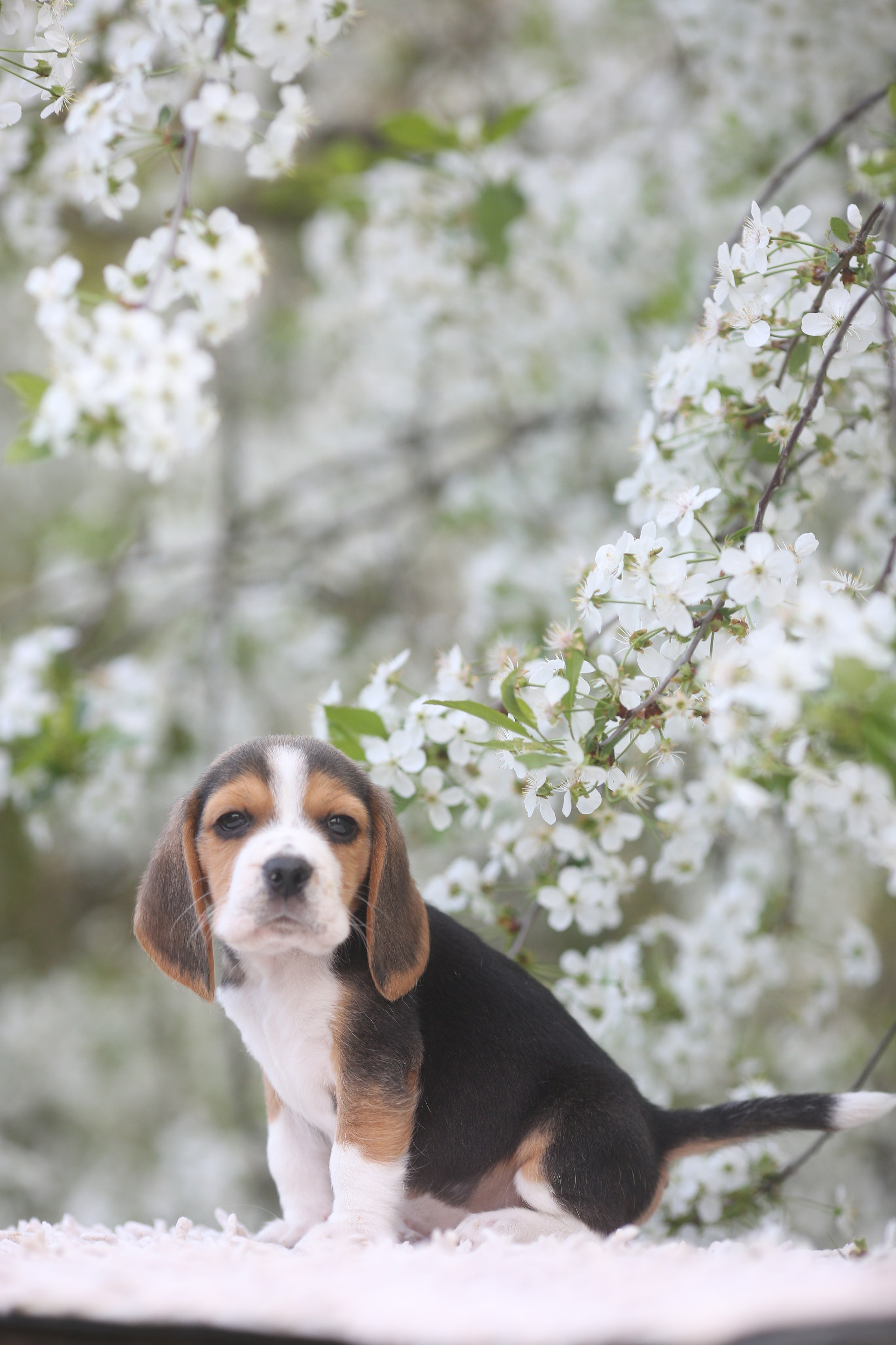 Litter T. Розплідник біглей в Україні