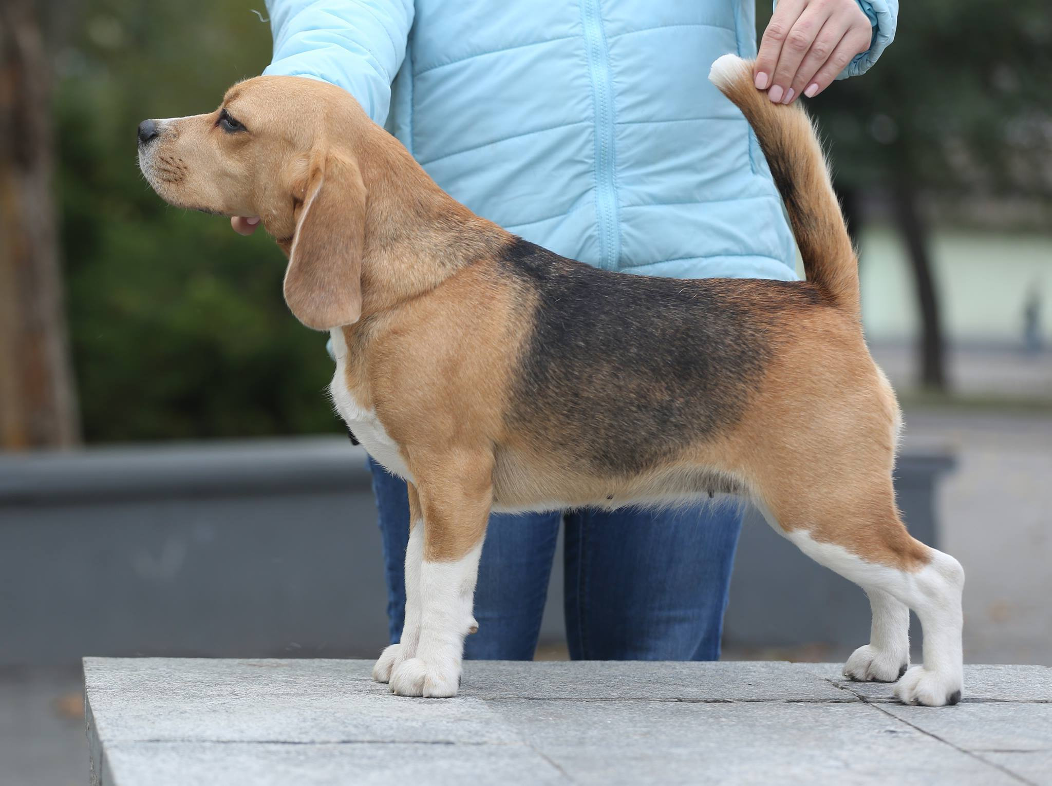Керри. Розплідник біглей в Україні
