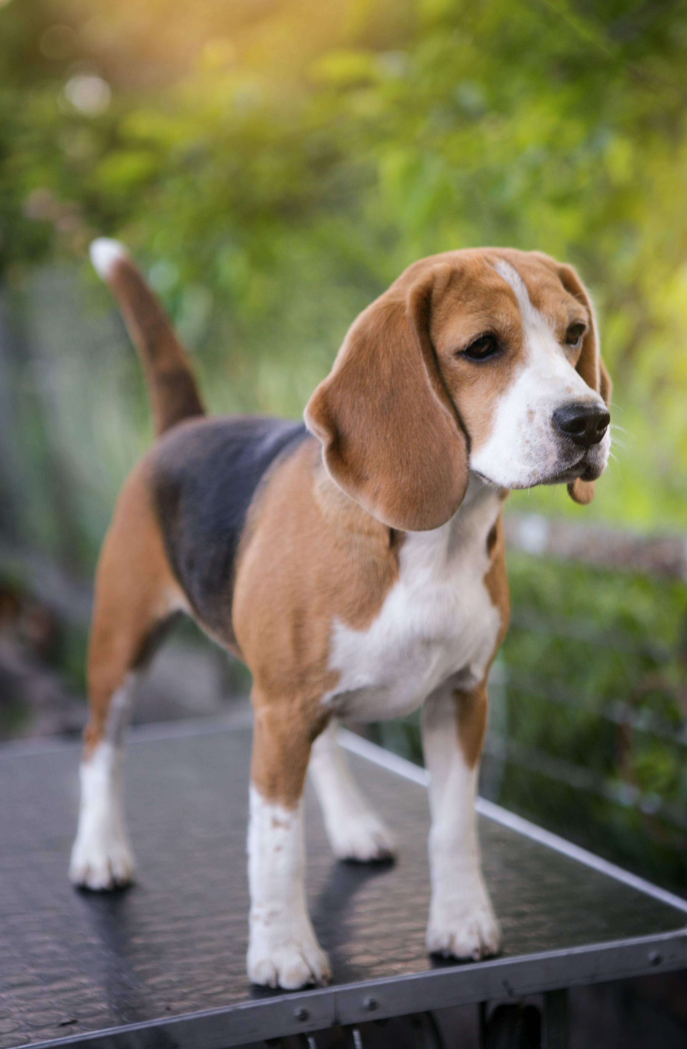 Саманта. Розплідник біглей в Україні