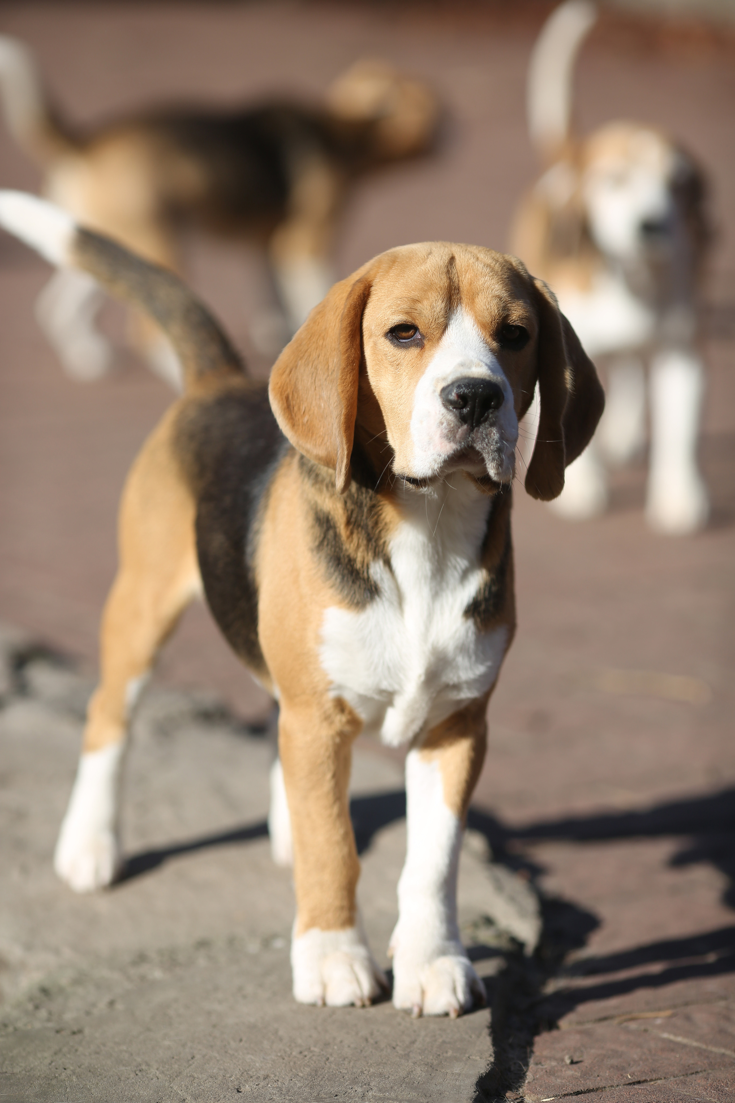 Krepish. Питомник биглей Selesta’s Dreams