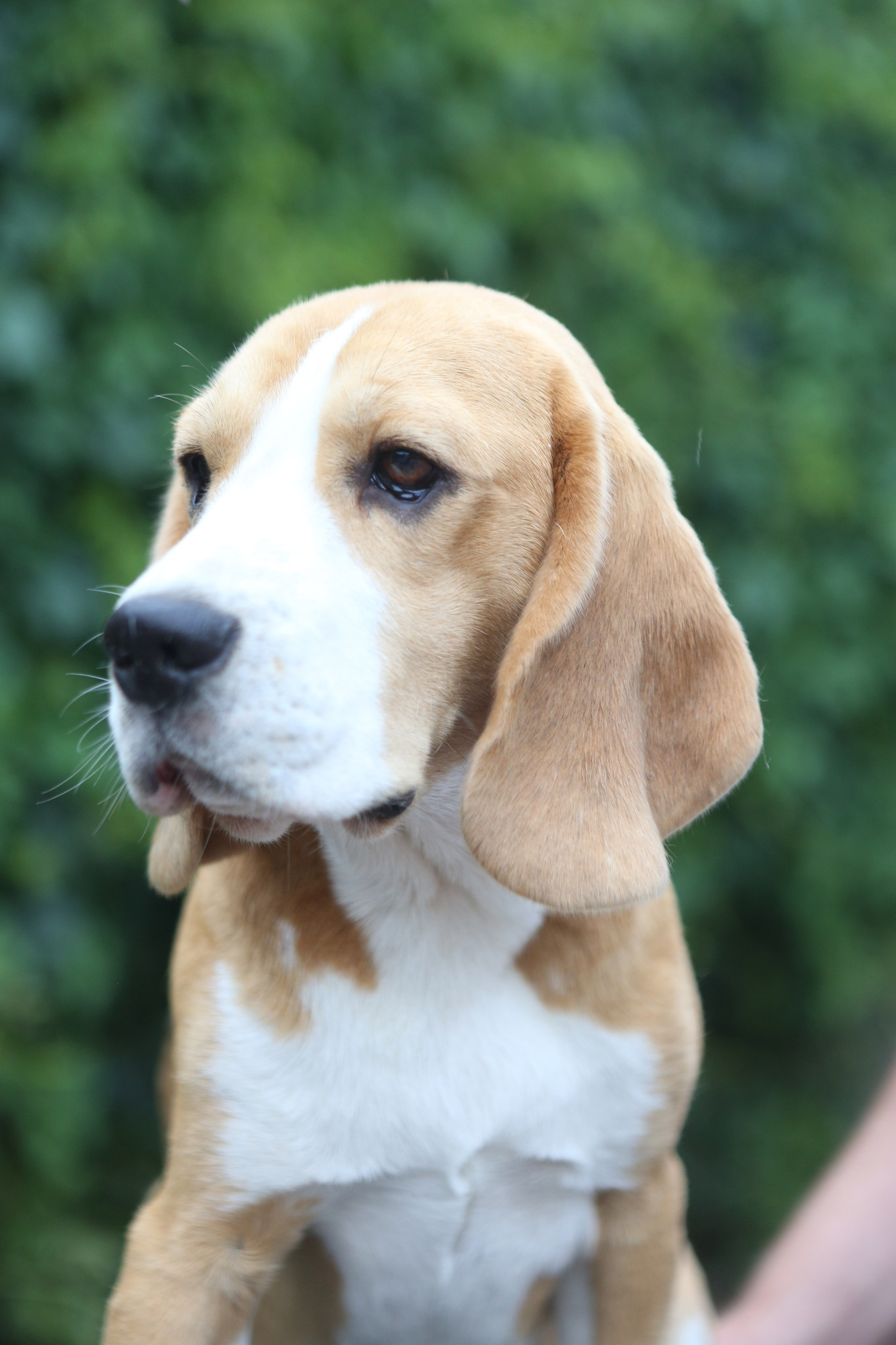 Selesa's Dreams Guardian. Розплідник біглей в Україні