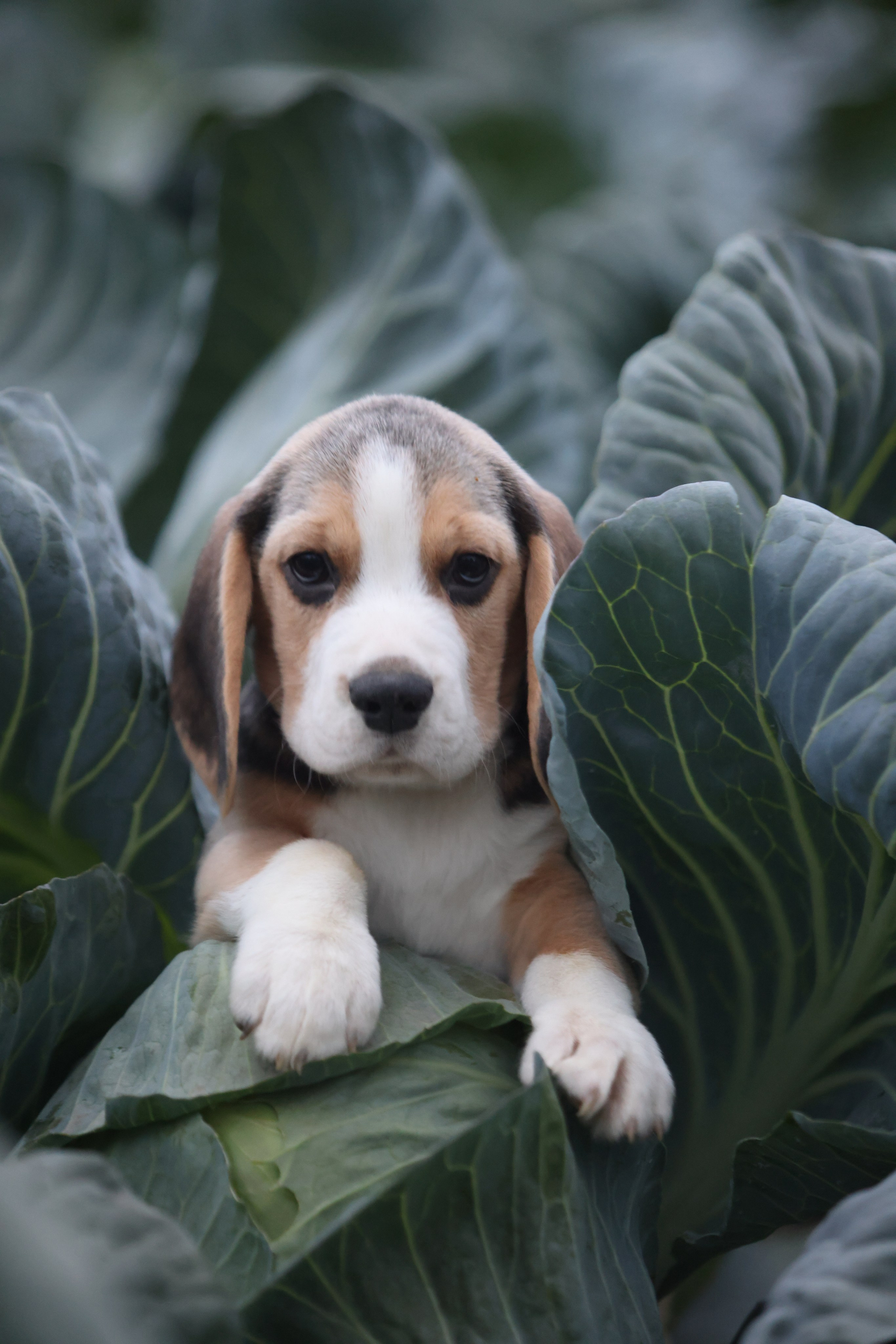 Приплод U. Розплідник біглей в Україні