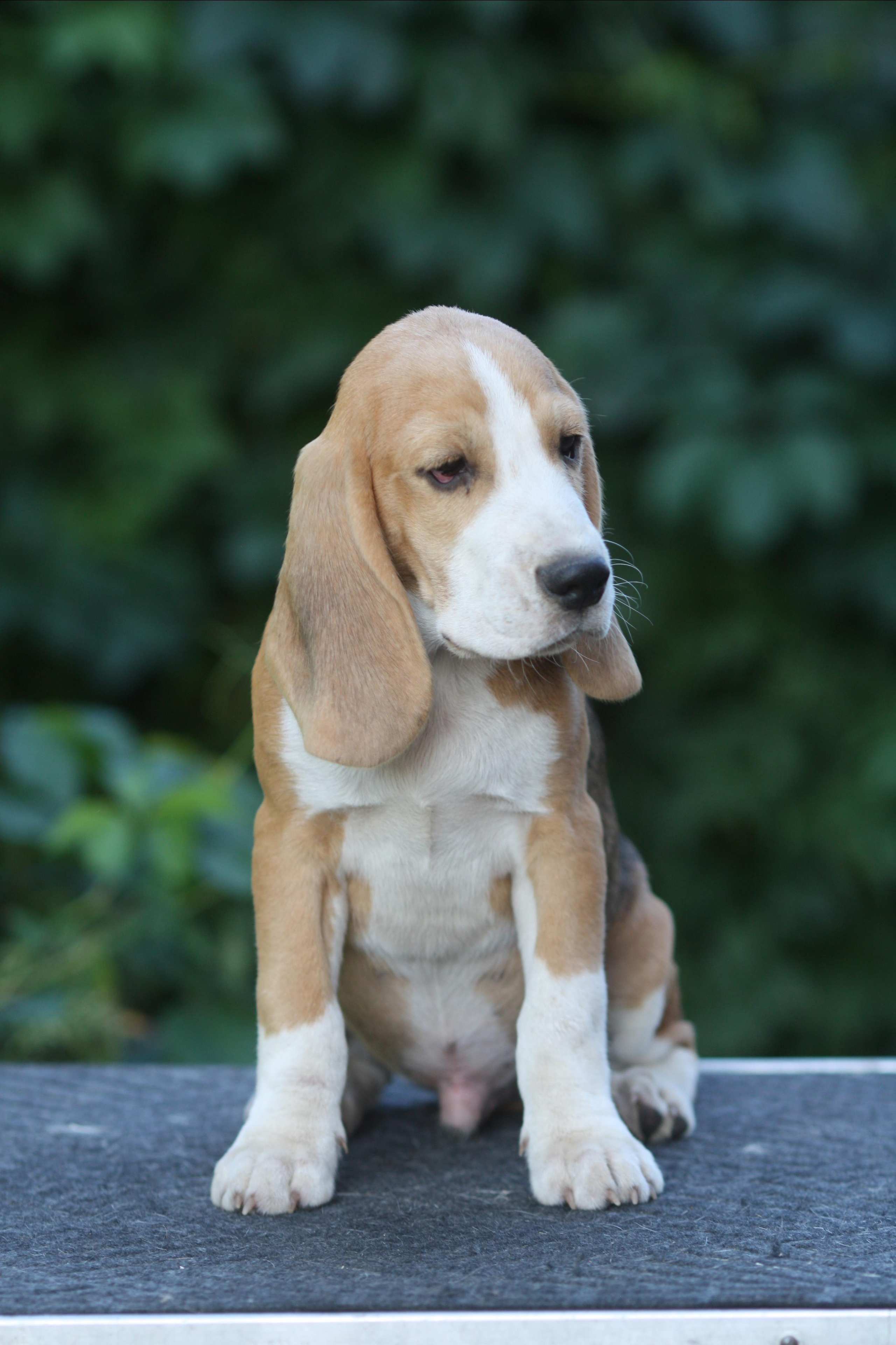 Леста и Єрик. Питомник биглей Selesta’s Dreams