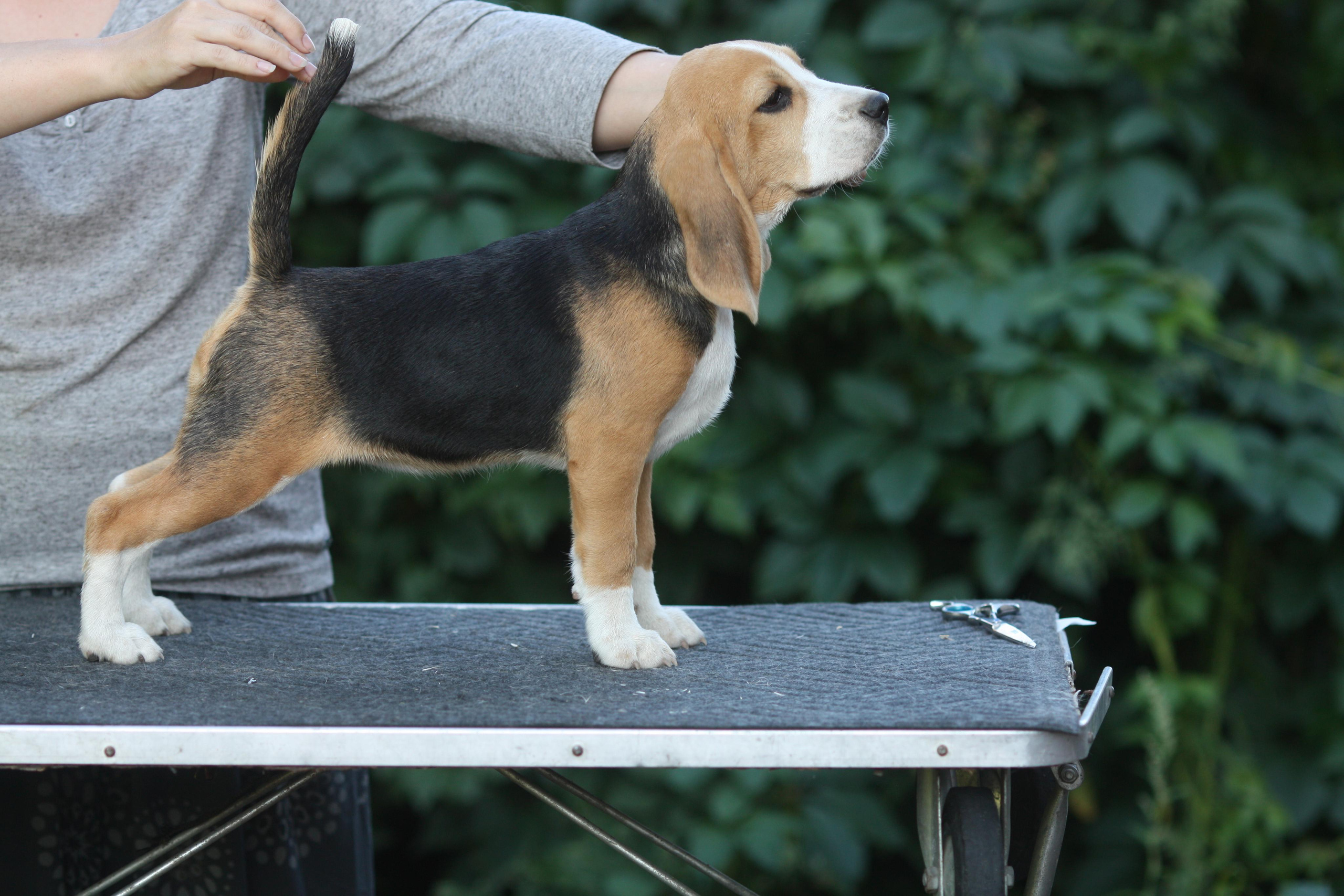 Леста и Єрик. Питомник биглей Selesta’s Dreams