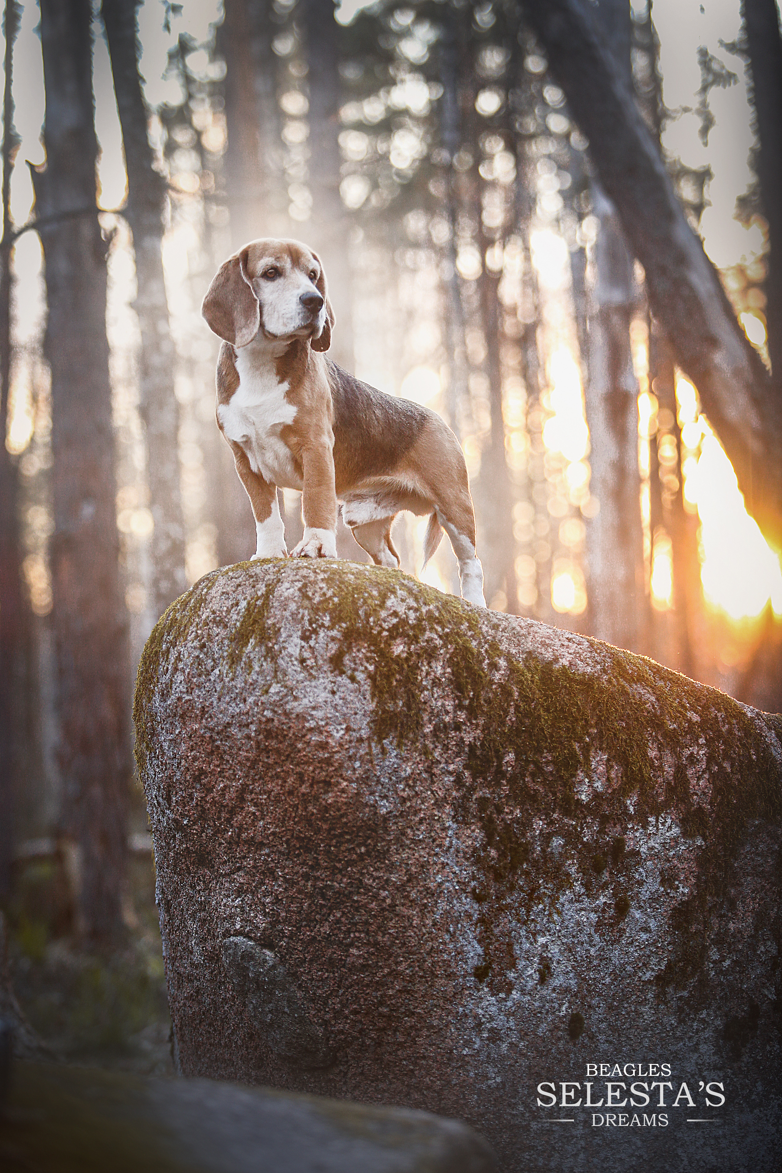 Prince. Питомник биглей Selesta’s Dreams