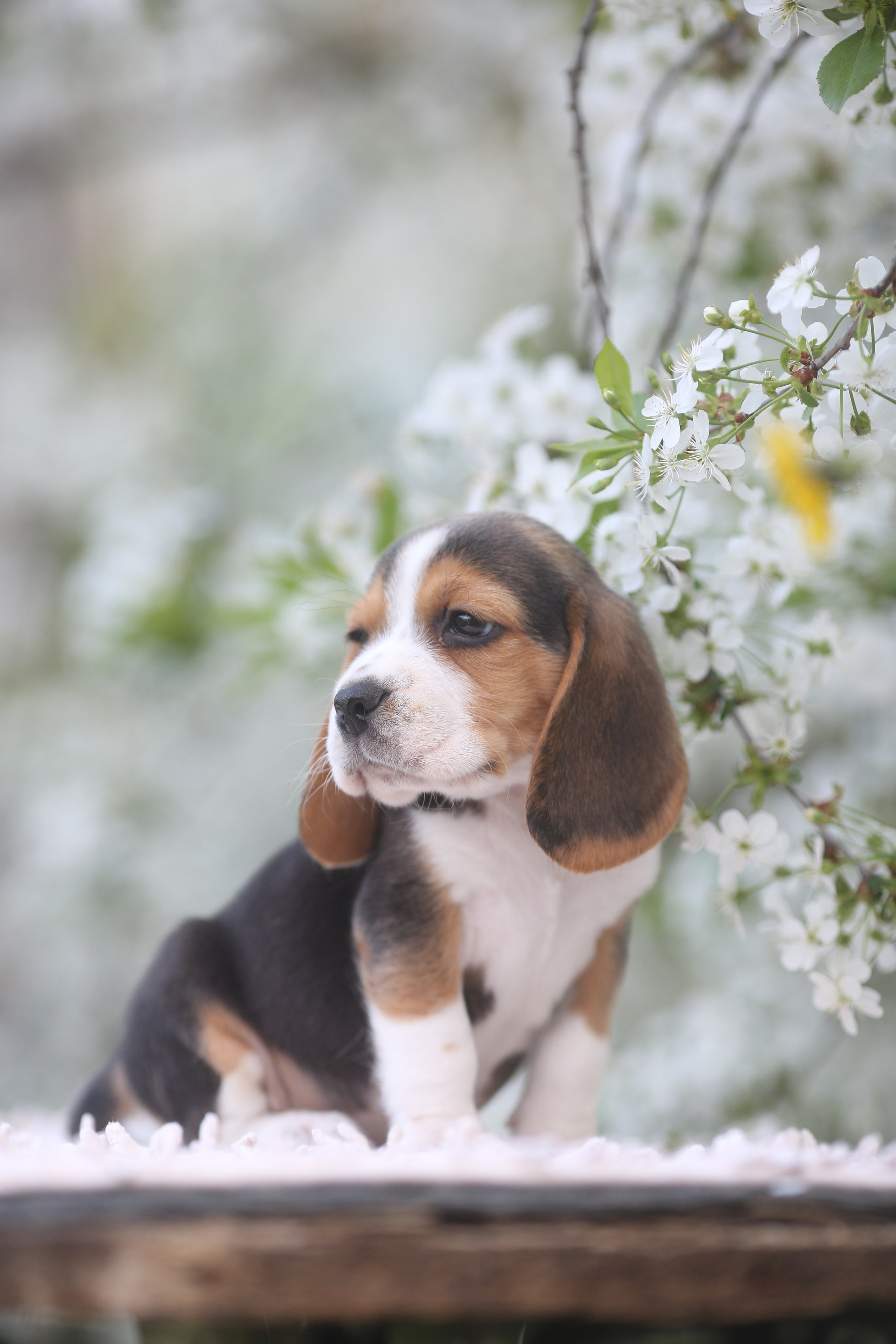 Litter T. Розплідник біглей в Україні