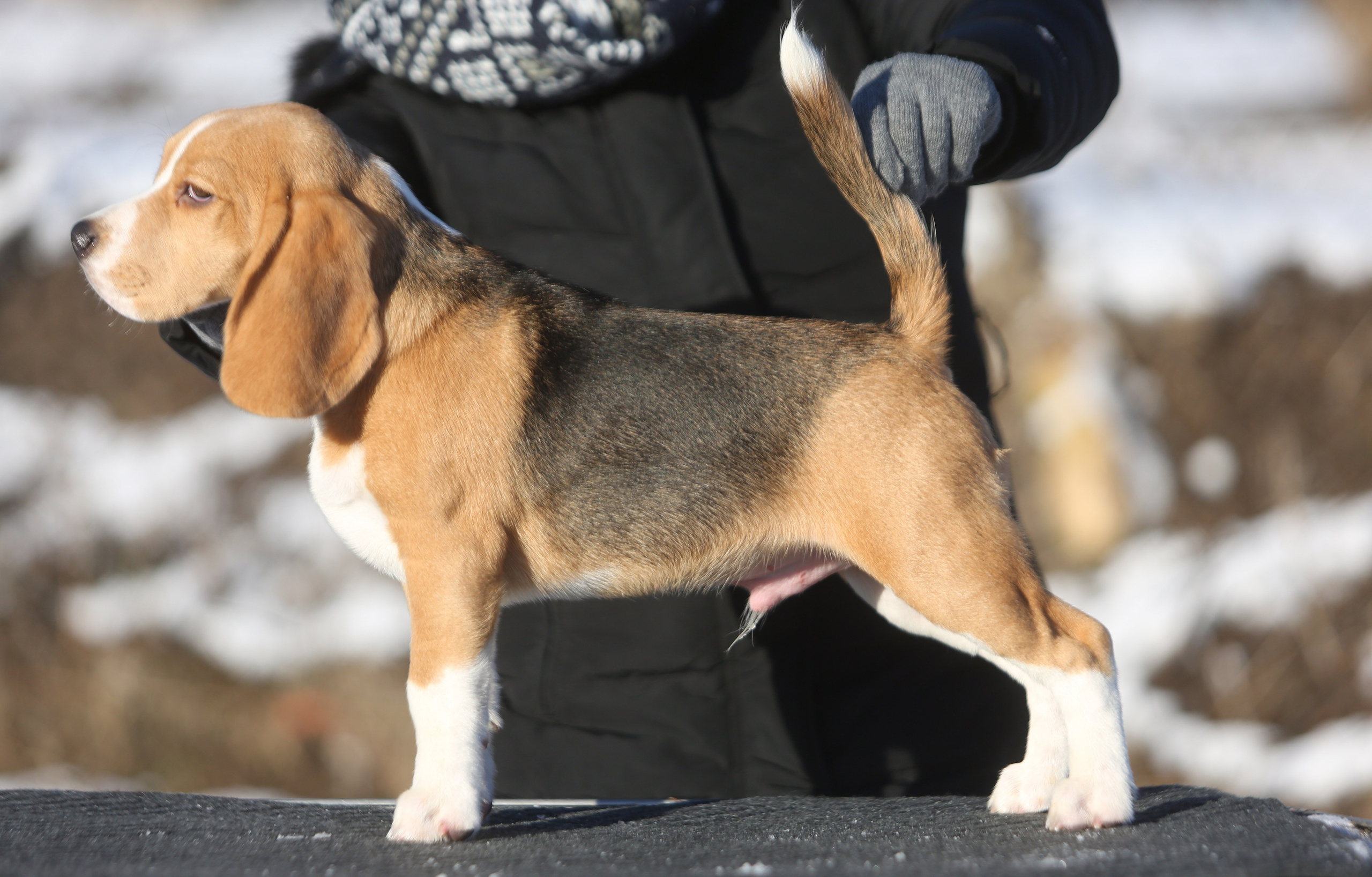 Кофе. Питомник биглей Selesta’s Dreams