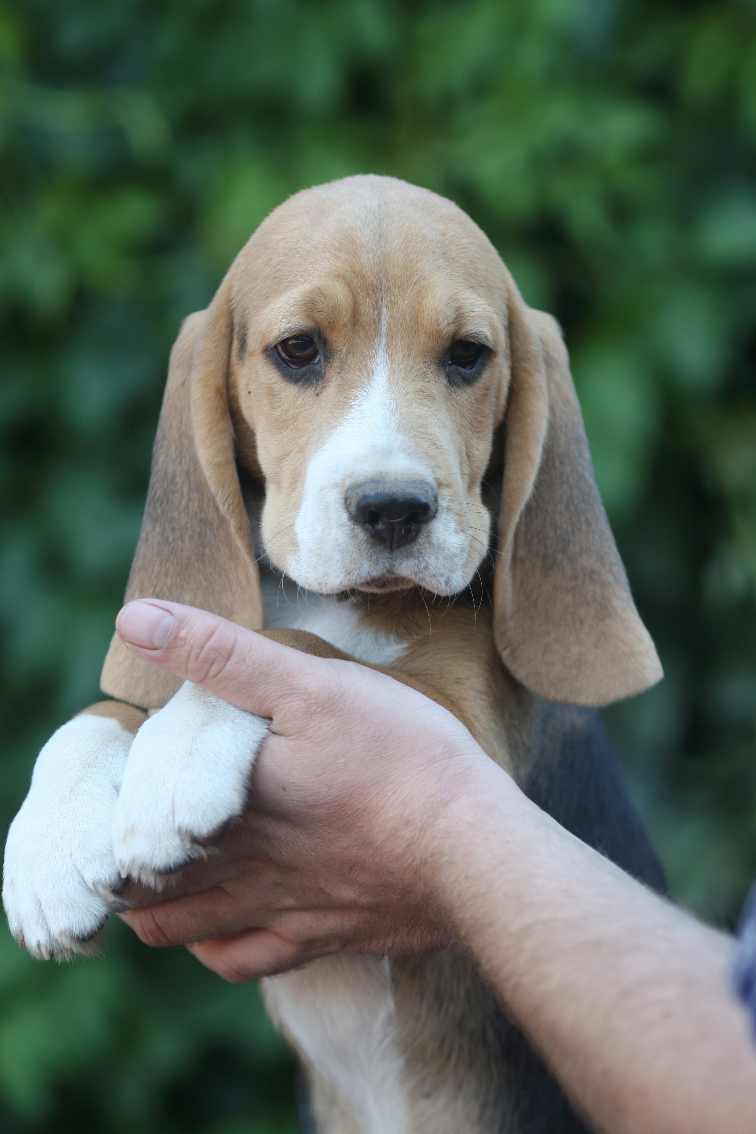 Латте и Принц. Питомник биглей Selesta’s Dreams