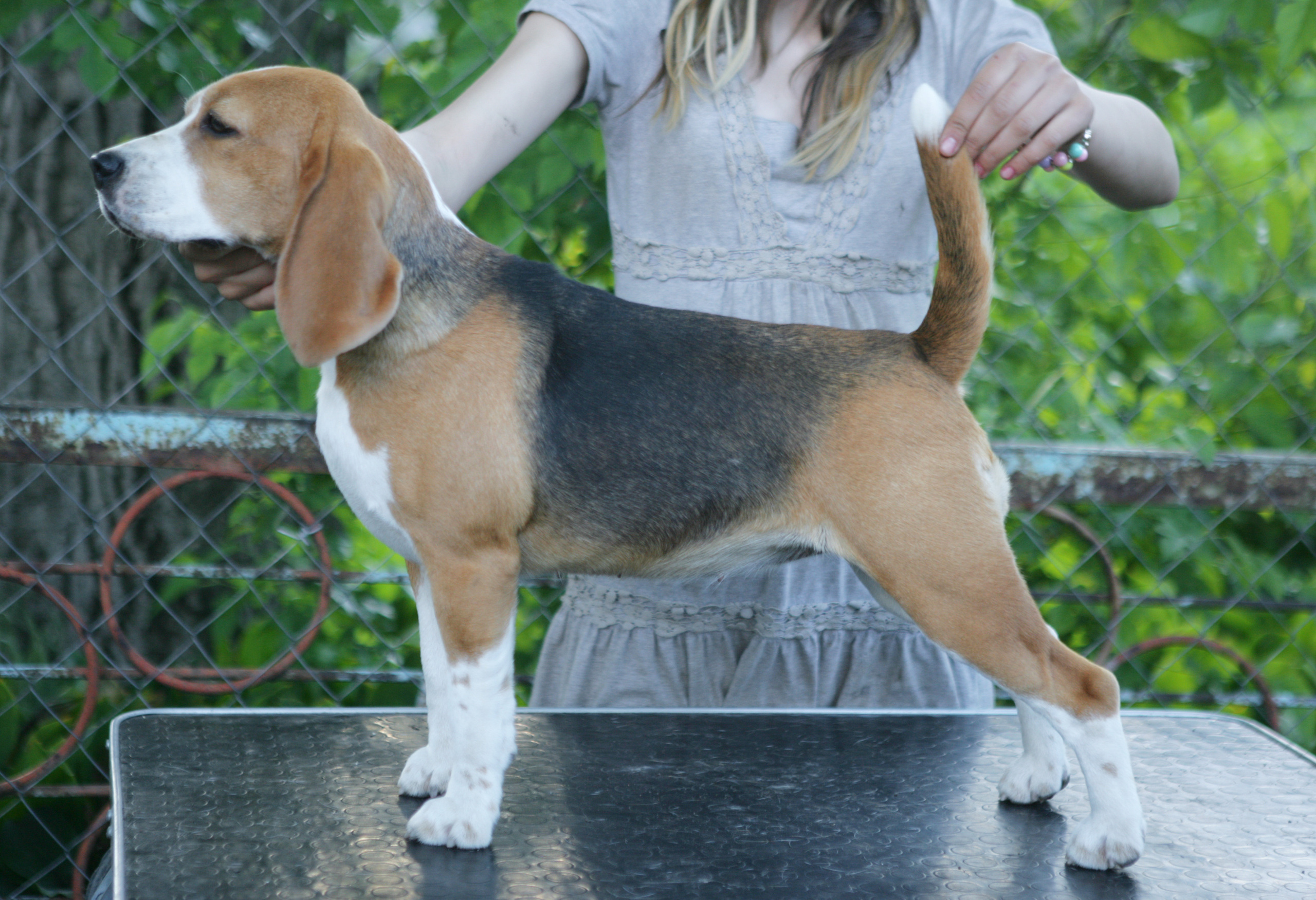 Саманта. Розплідник біглей в Україні