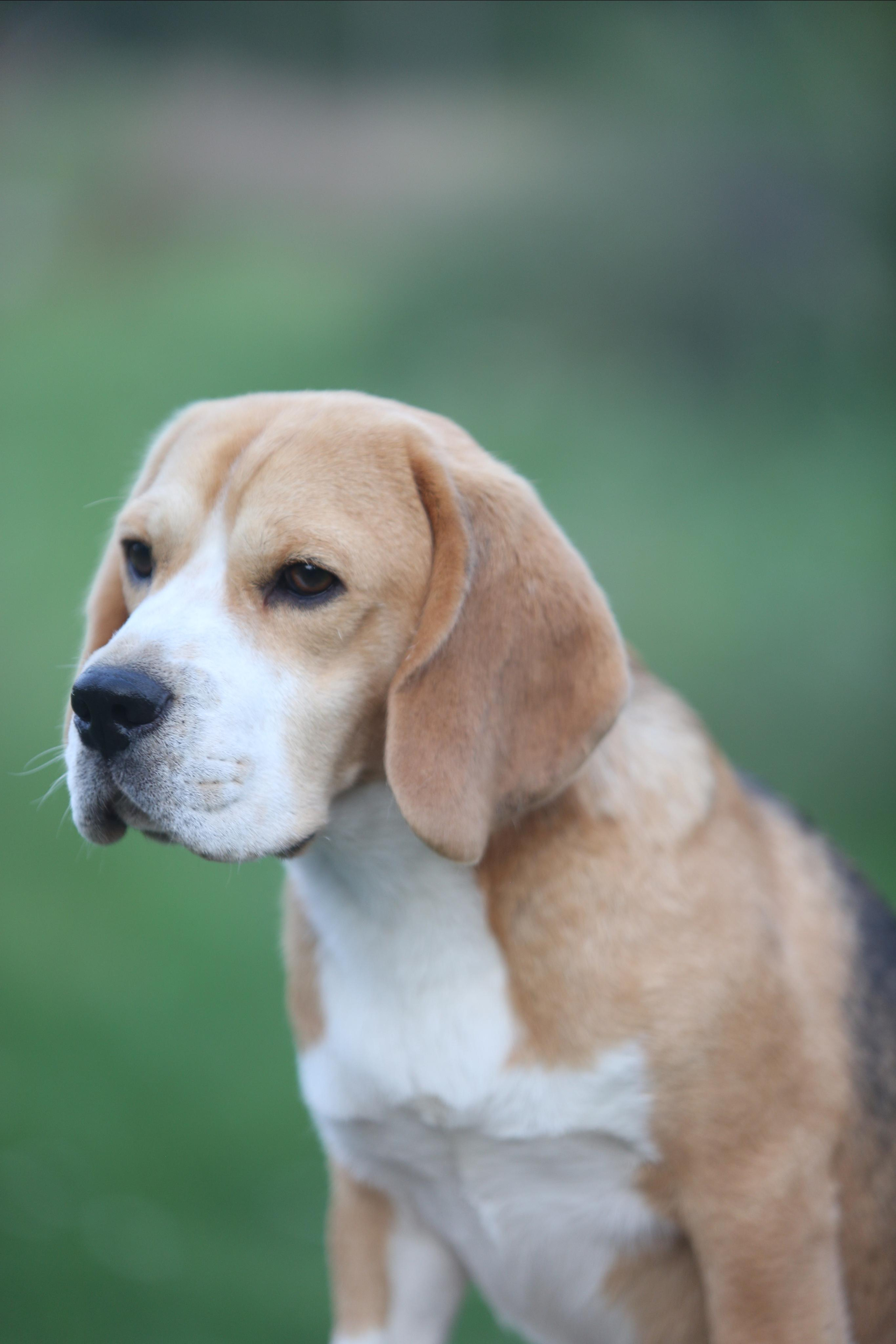 Arti. Питомник биглей Selesta’s Dreams