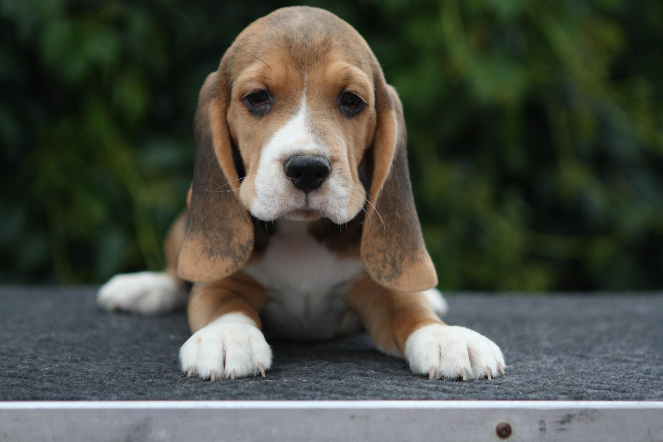 Латте и Принц. Питомник биглей Selesta’s Dreams