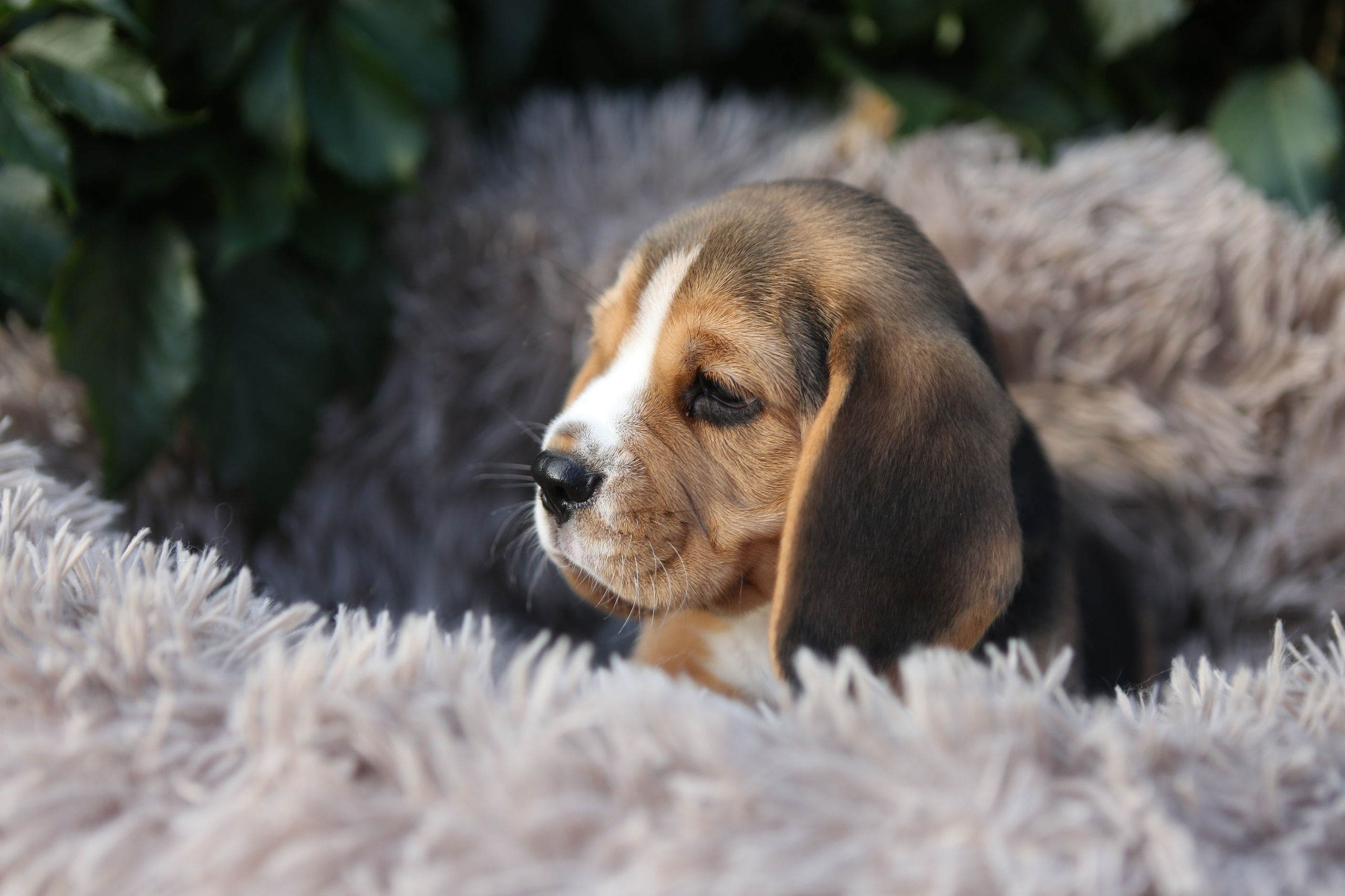 Жан. Розплідник біглей в Україні