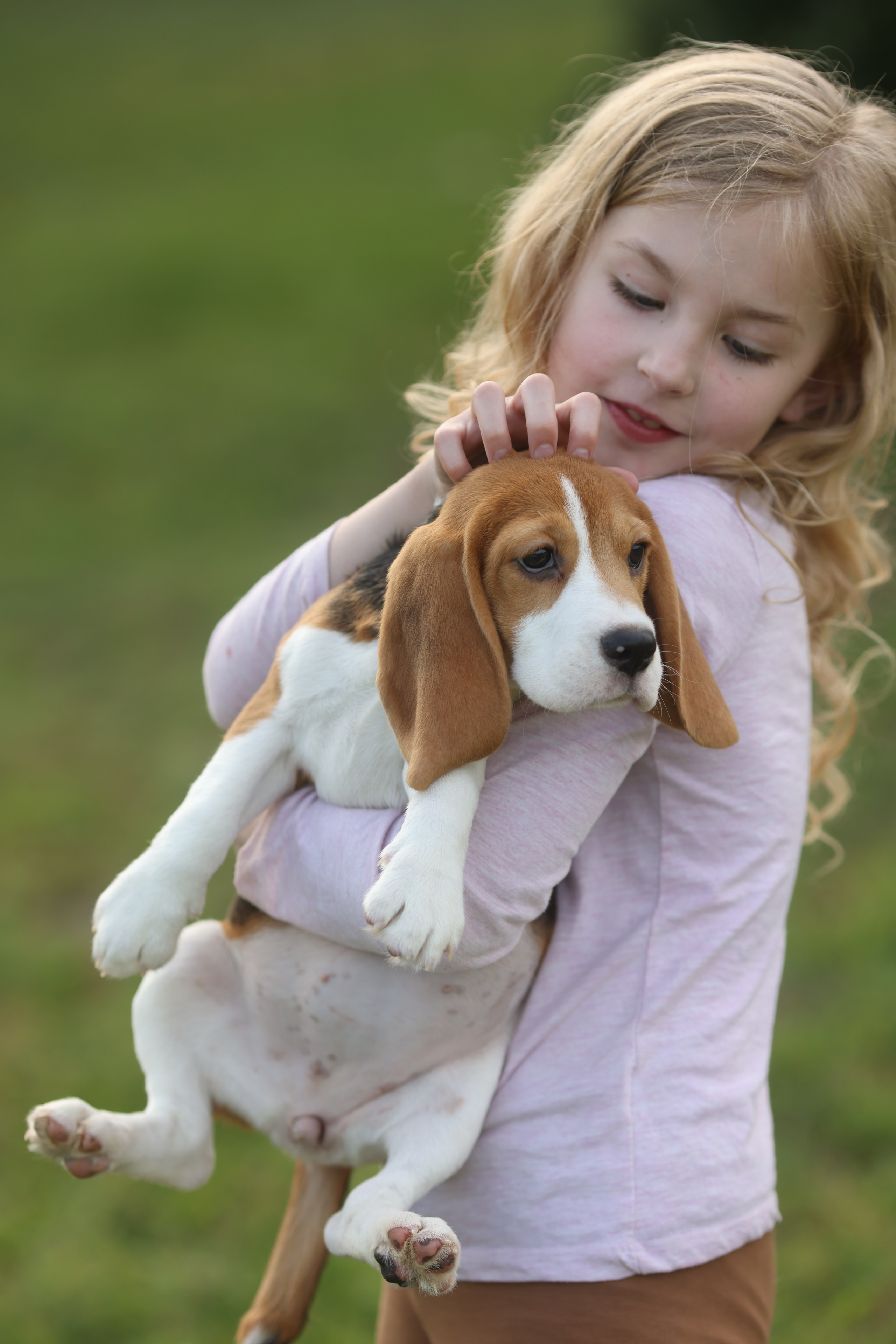 Litter T. Розплідник біглей в Україні