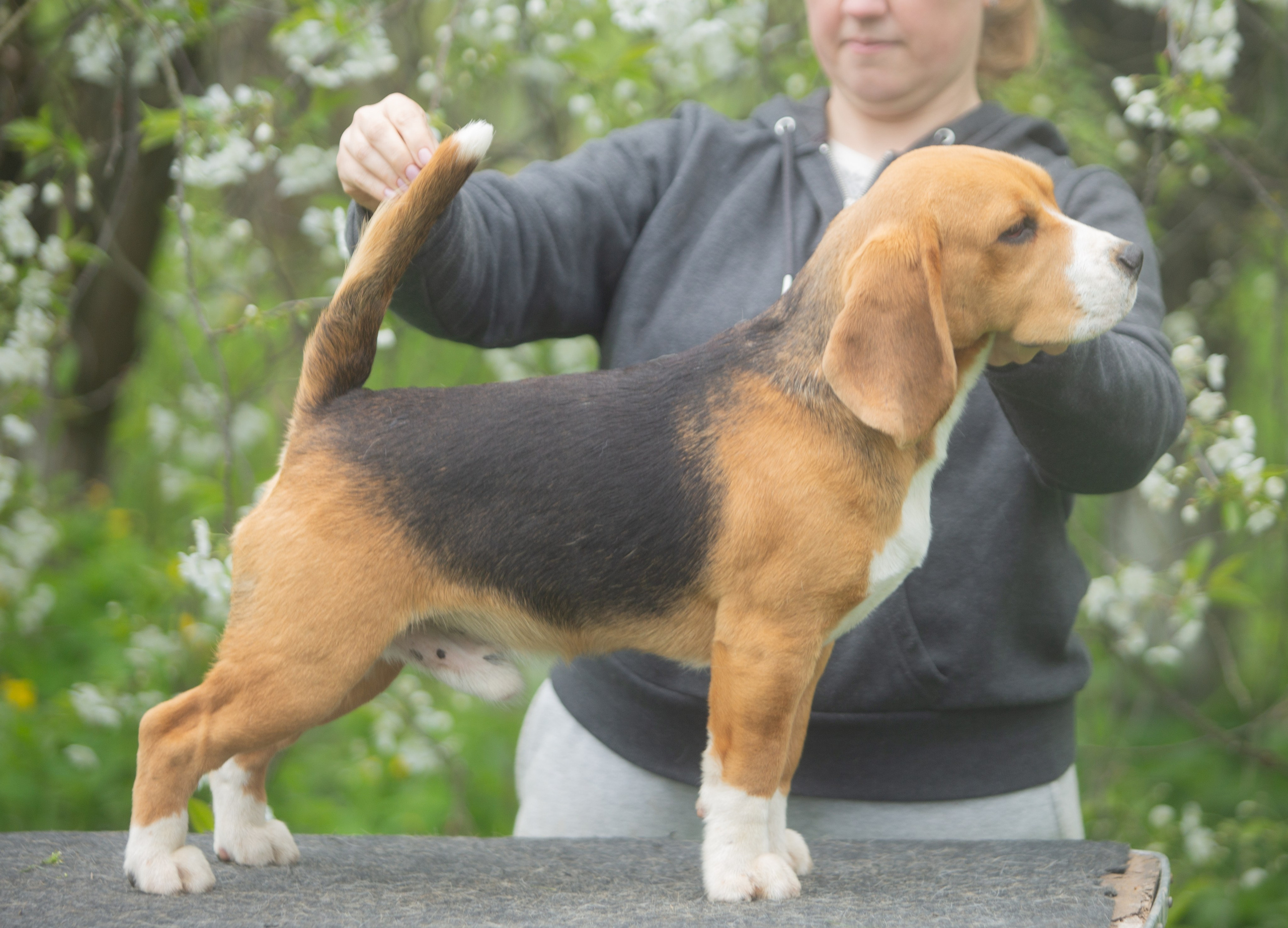 SD Ideal. Розплідник біглей в Україні