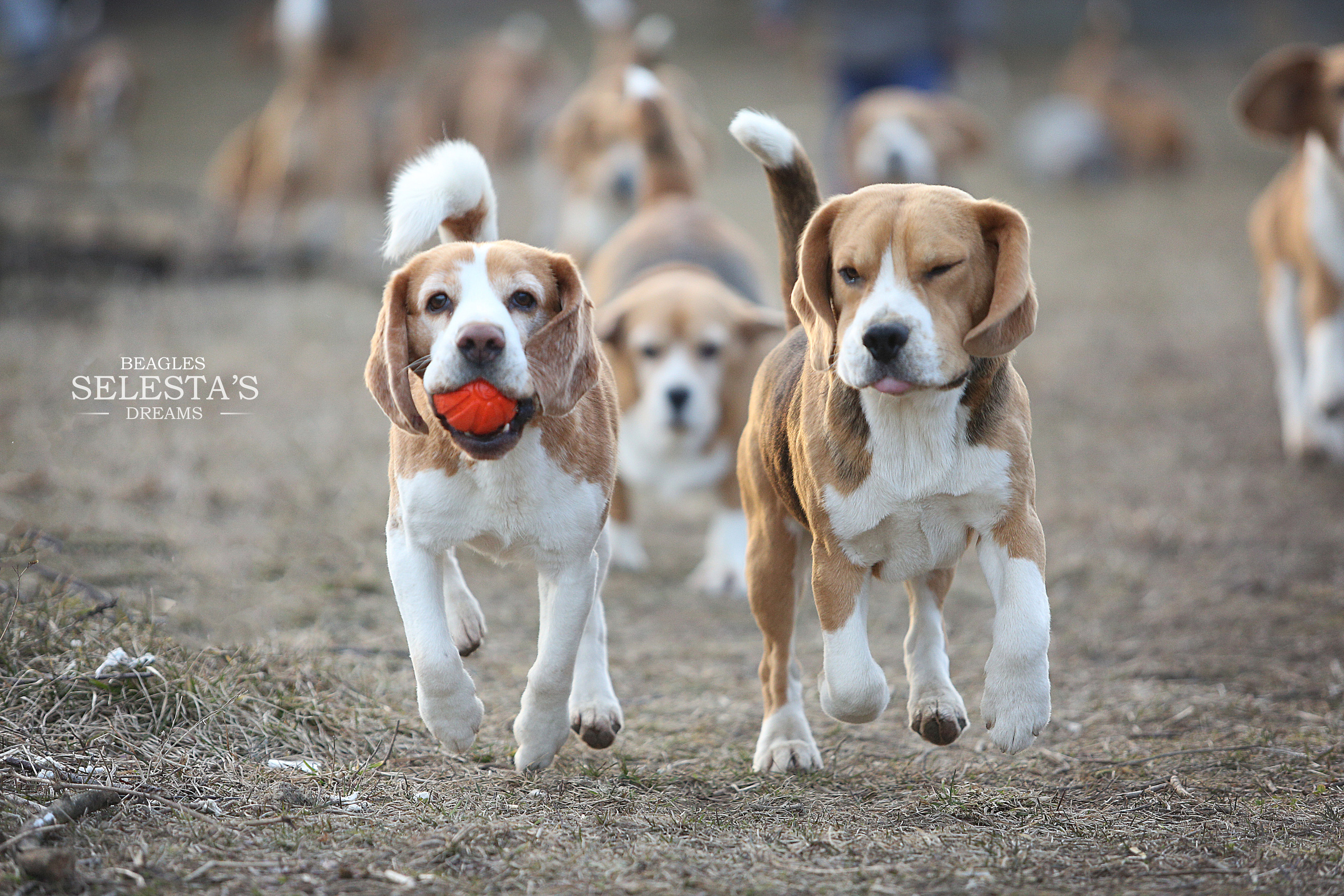 Питомник биглей Selesta’s Dreams