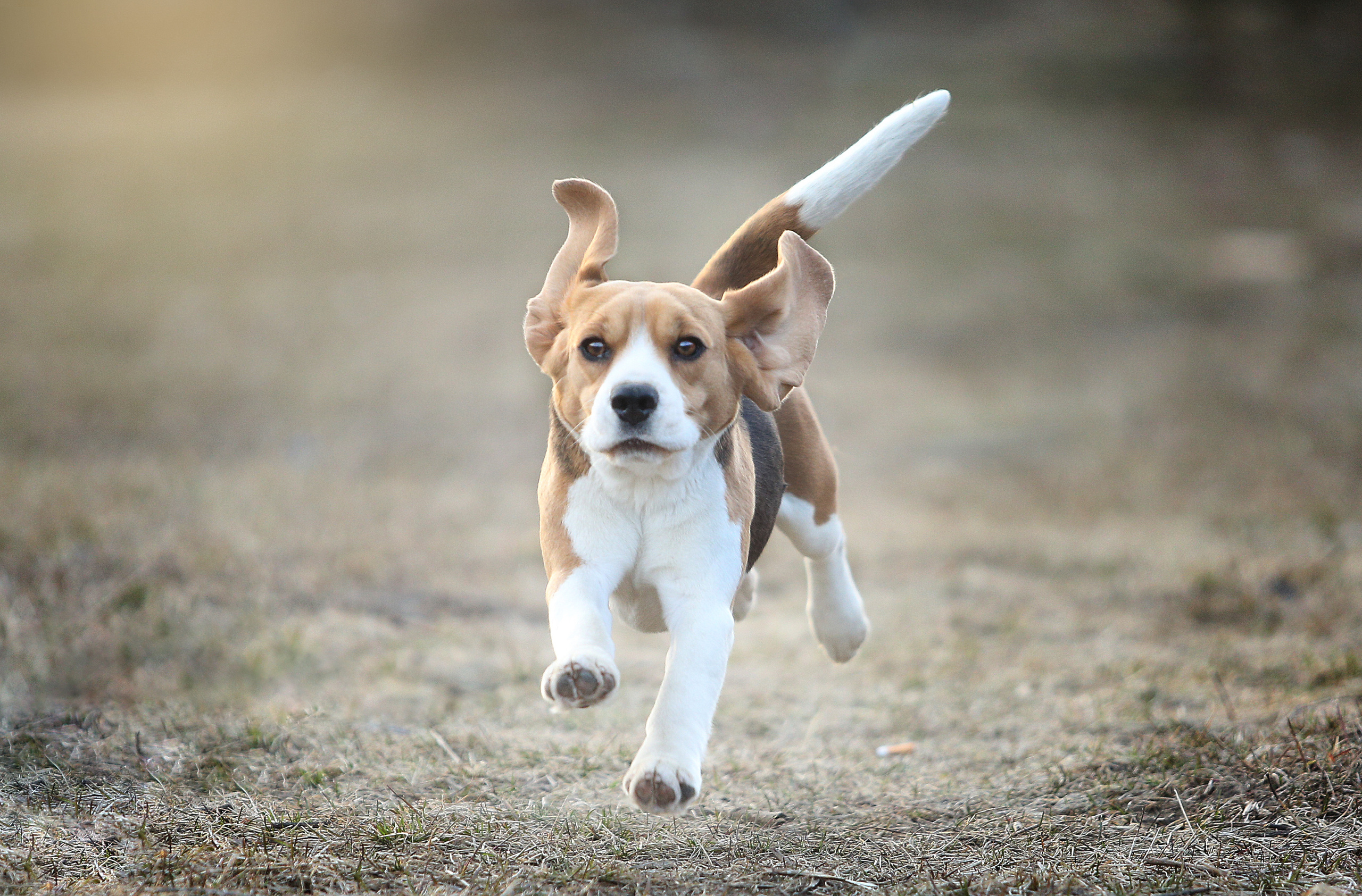 Wella. Питомник биглей Selesta’s Dreams