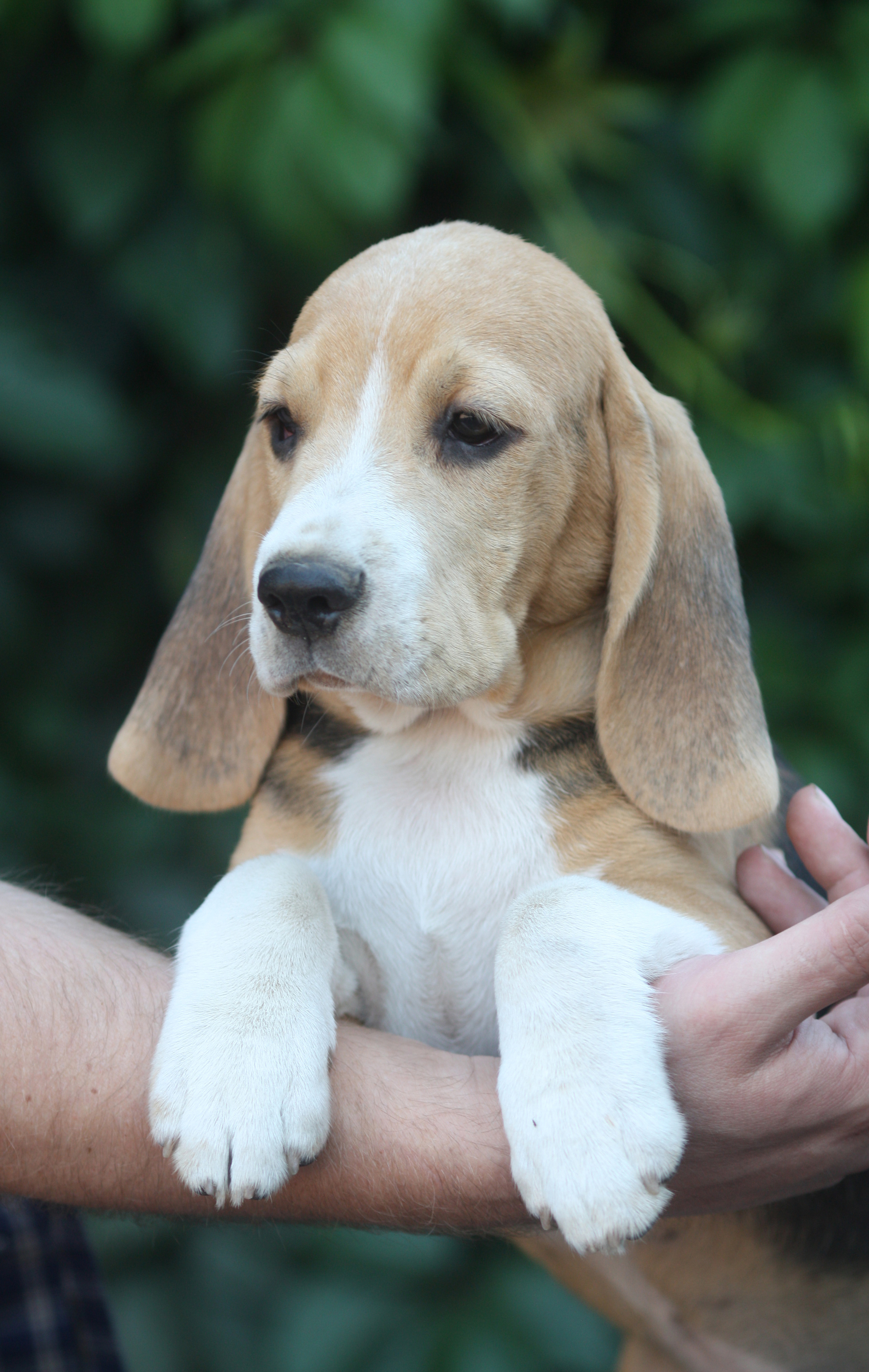 Латте и Принц. Питомник биглей Selesta’s Dreams