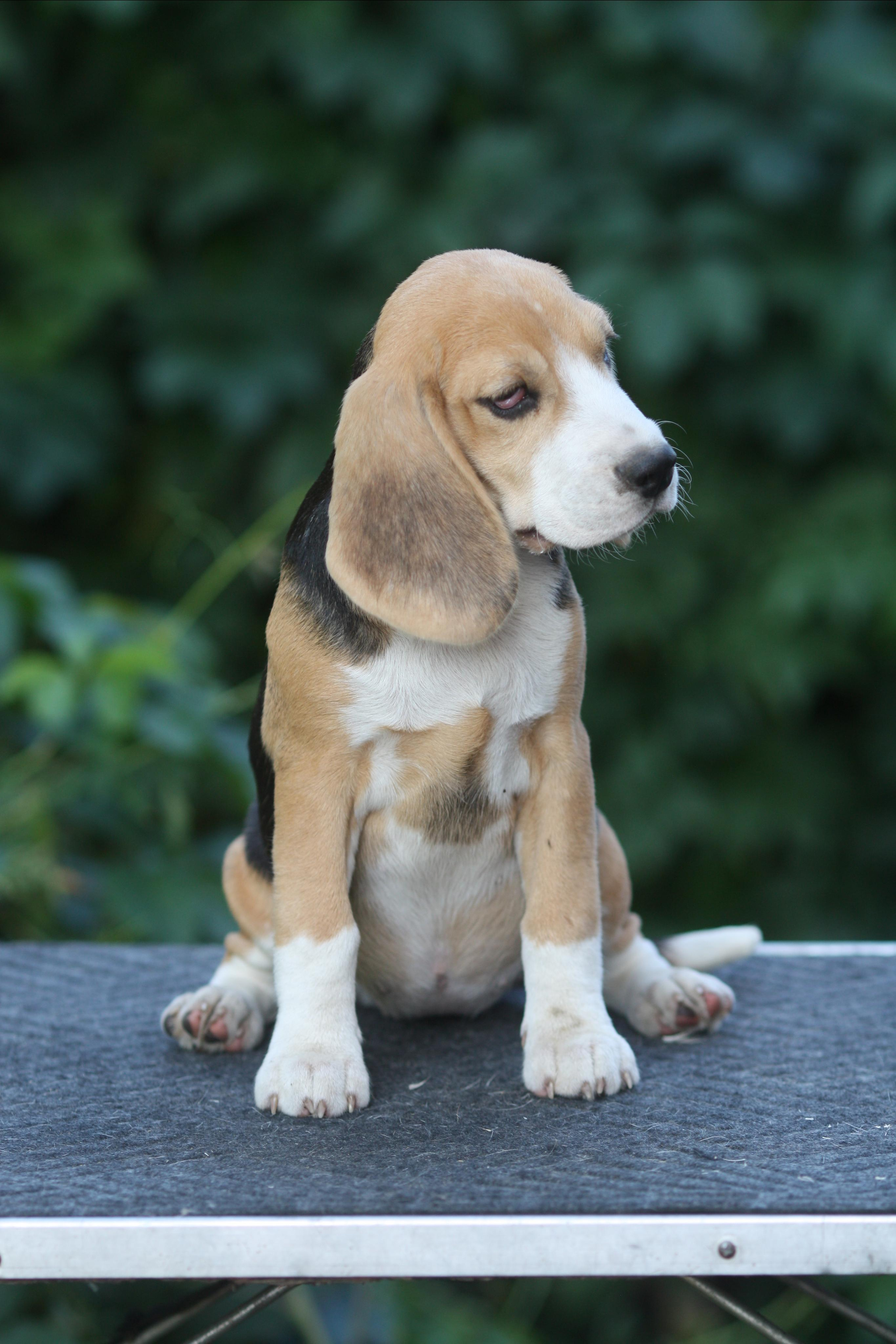 Леста и Єрик. Питомник биглей Selesta’s Dreams