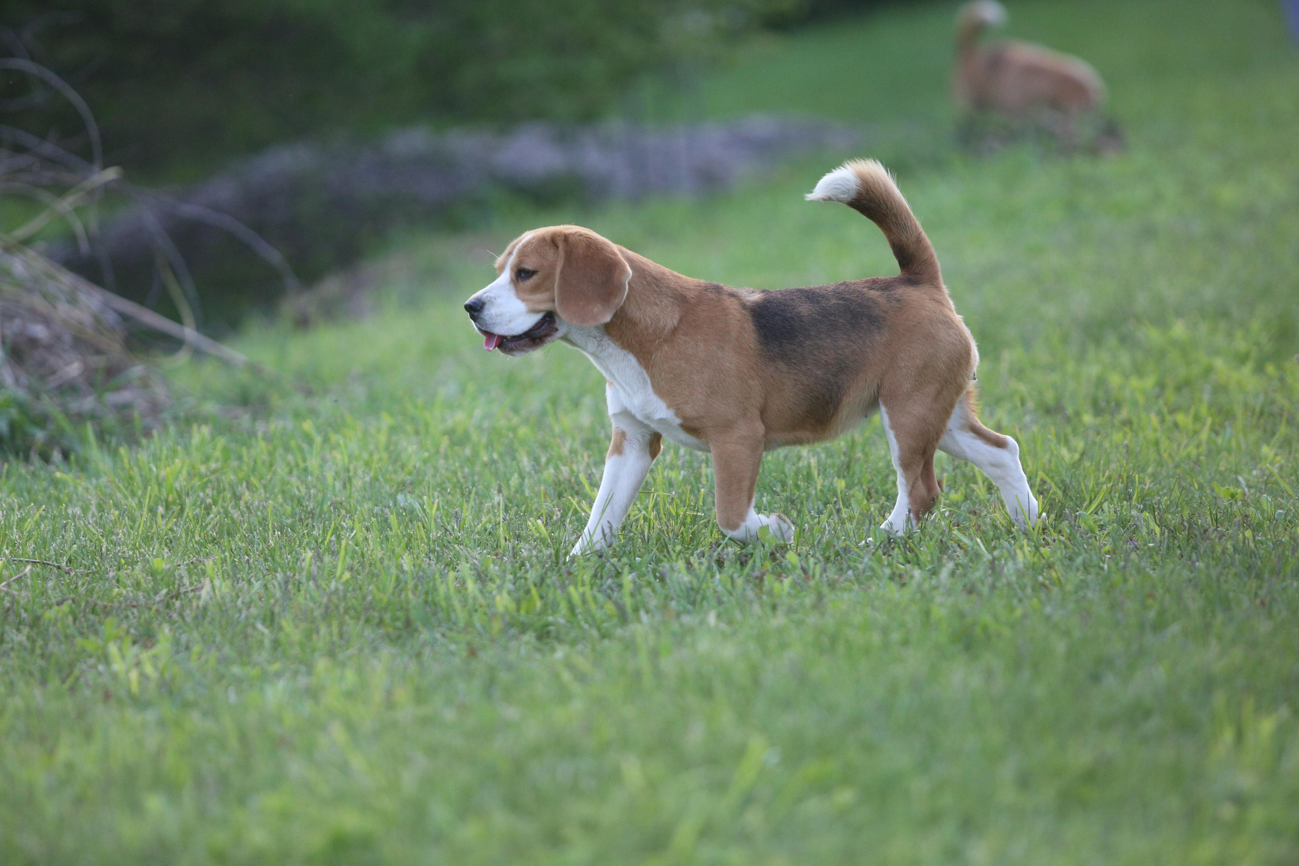 Лате. Розплідник біглей в Україні