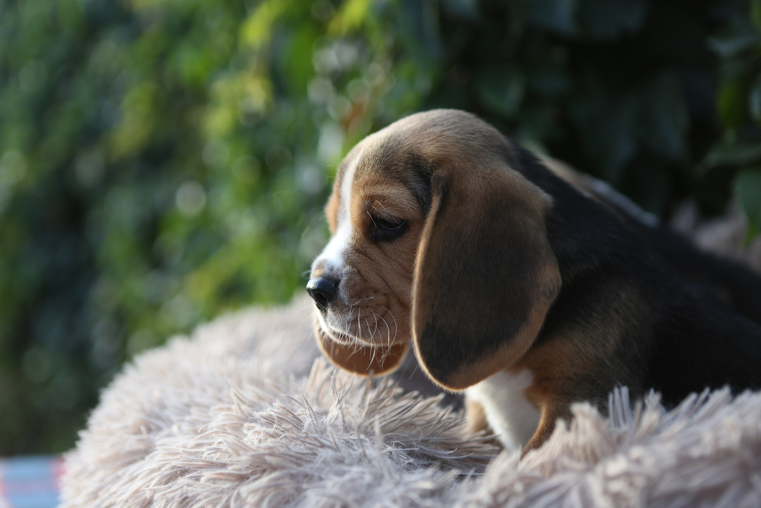 Жан. Розплідник біглей в Україні