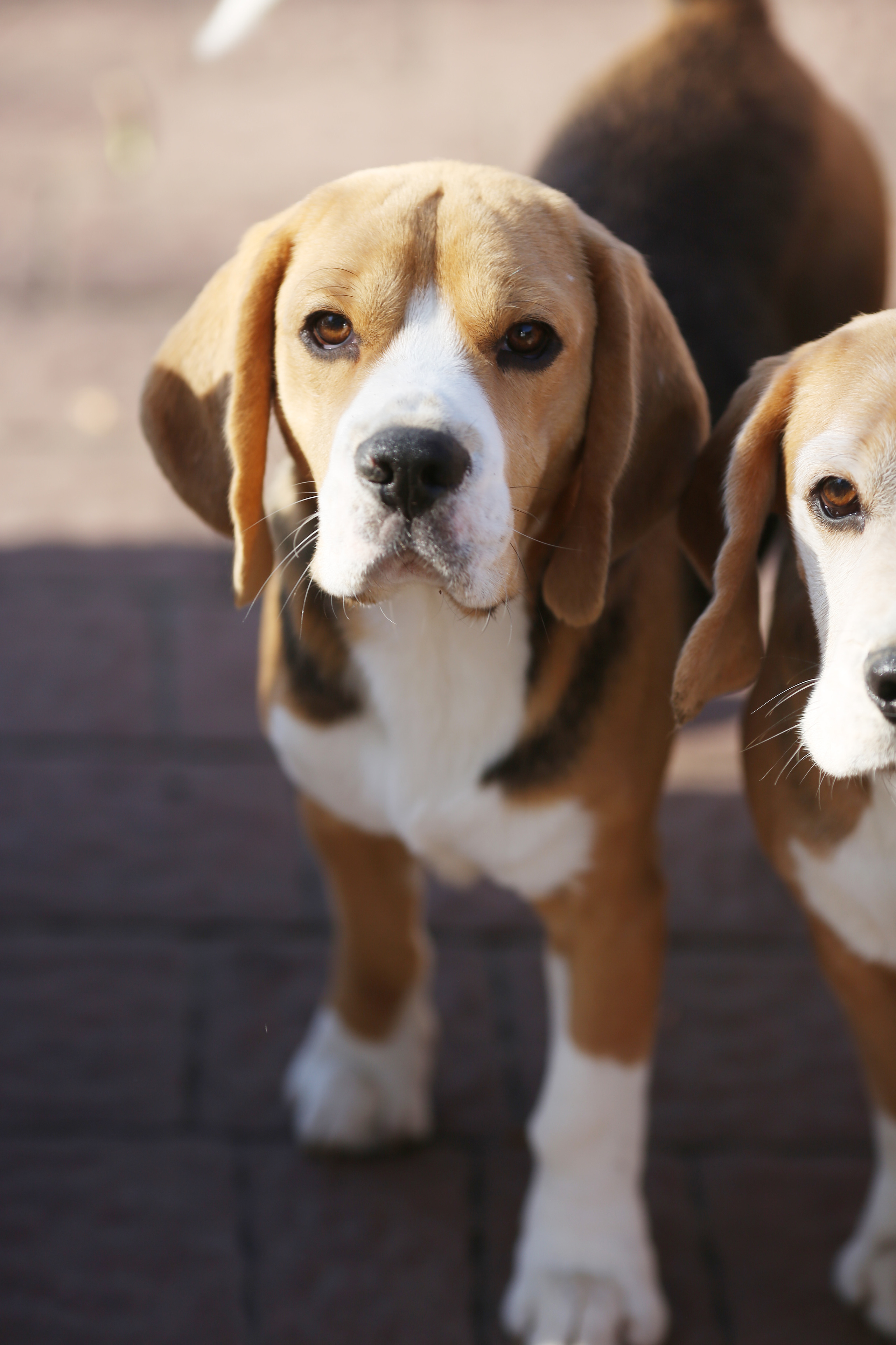 Krepish. Питомник биглей Selesta’s Dreams