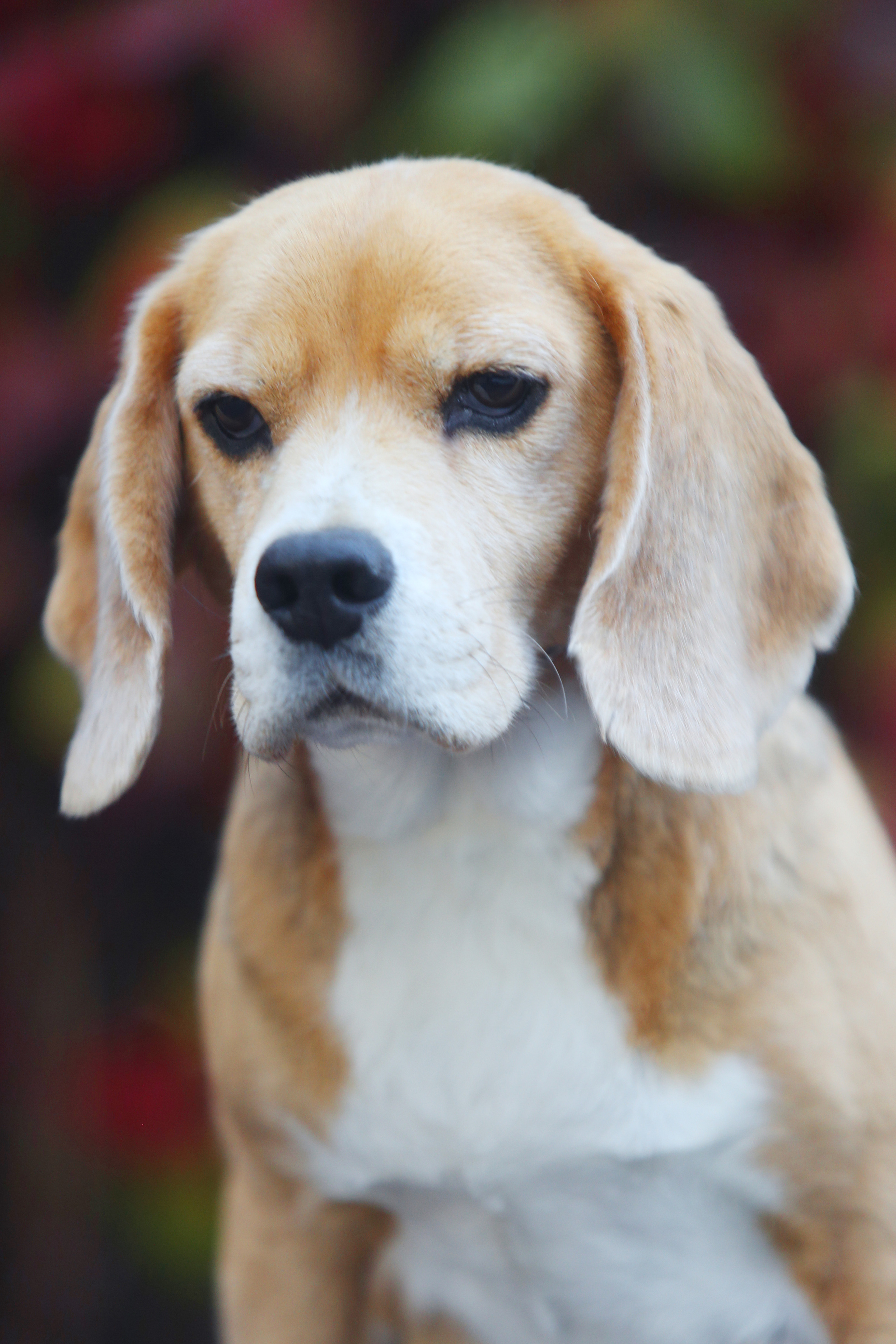 Керри. Розплідник біглей в Україні